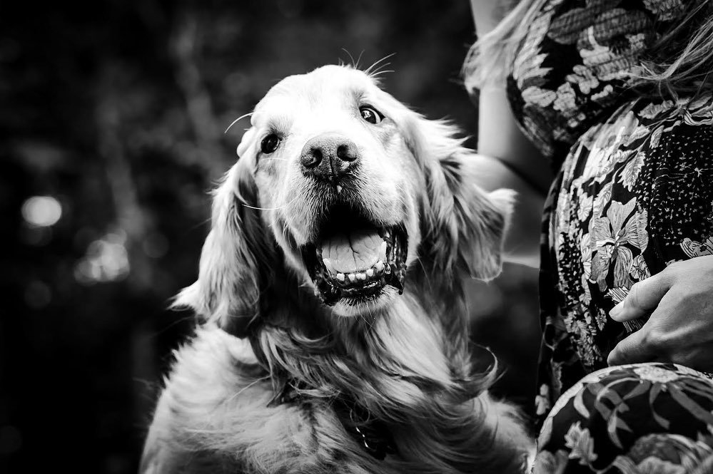 Photographing senior dogs might be one of my favorite things. Bogey the Golden Retriever was happy to join his humans for a day at the park this summer.
.
.
#goldenretriever #kcphotographer #kansas #kansascityphotographer #petphotography #seniorpictu
