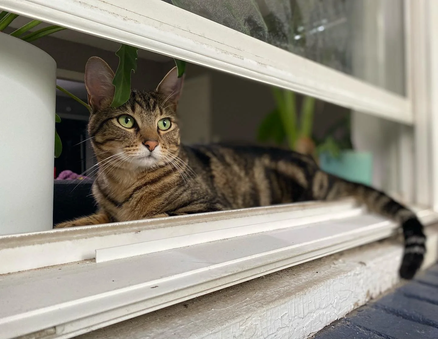 Scenes from the phone lens&hellip;.
Ari the Bengal Cat greets me every time I come home to our building on Harrison Street. He&rsquo;s cuddly and feisty, and he is the official greeter on the first floor of our apartment building. He has a luxurious 