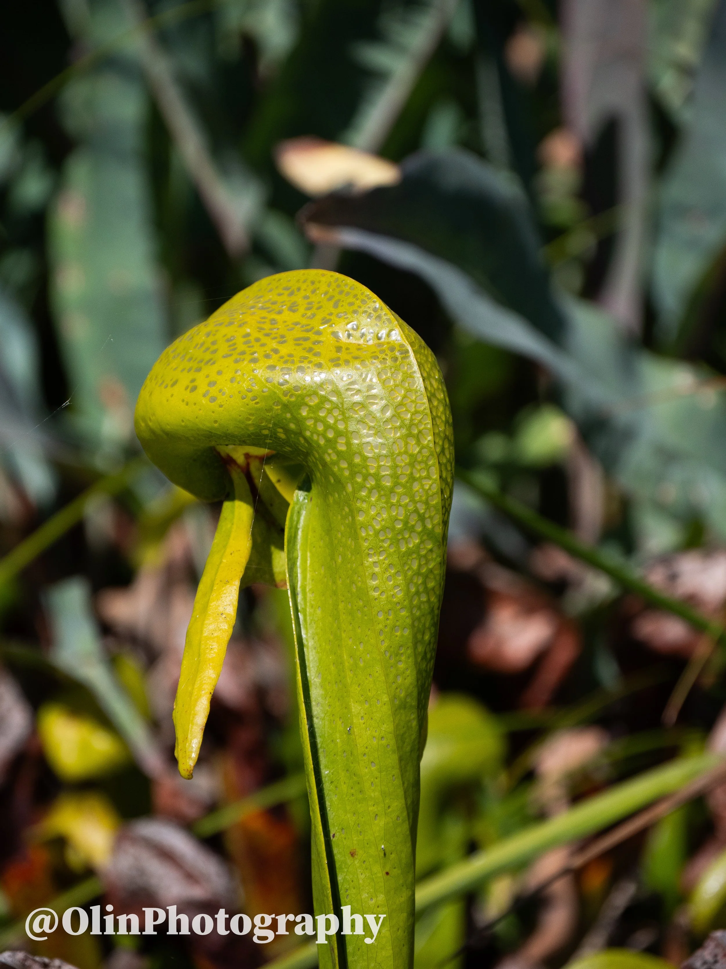 P1121271-2.jpg