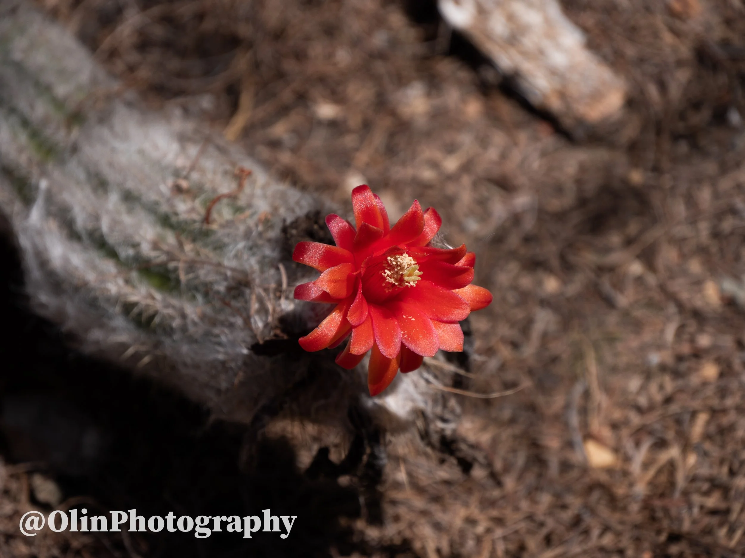 P1062787.jpg