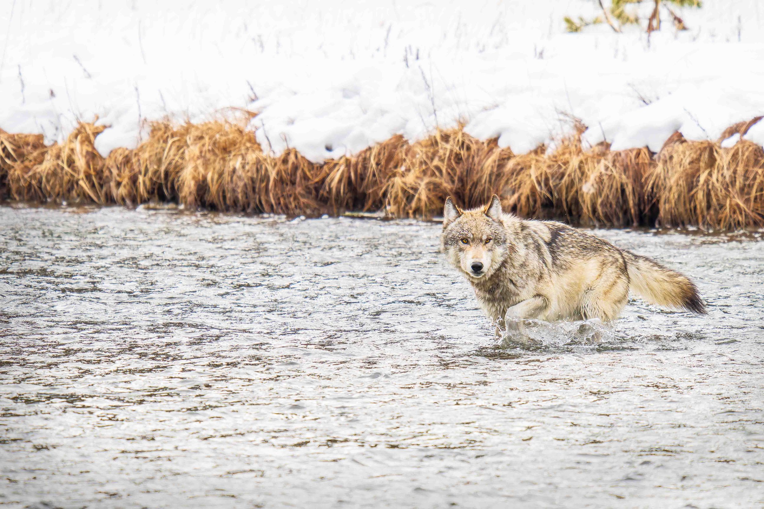 Wolf Crossing River, Yellowstone 2024