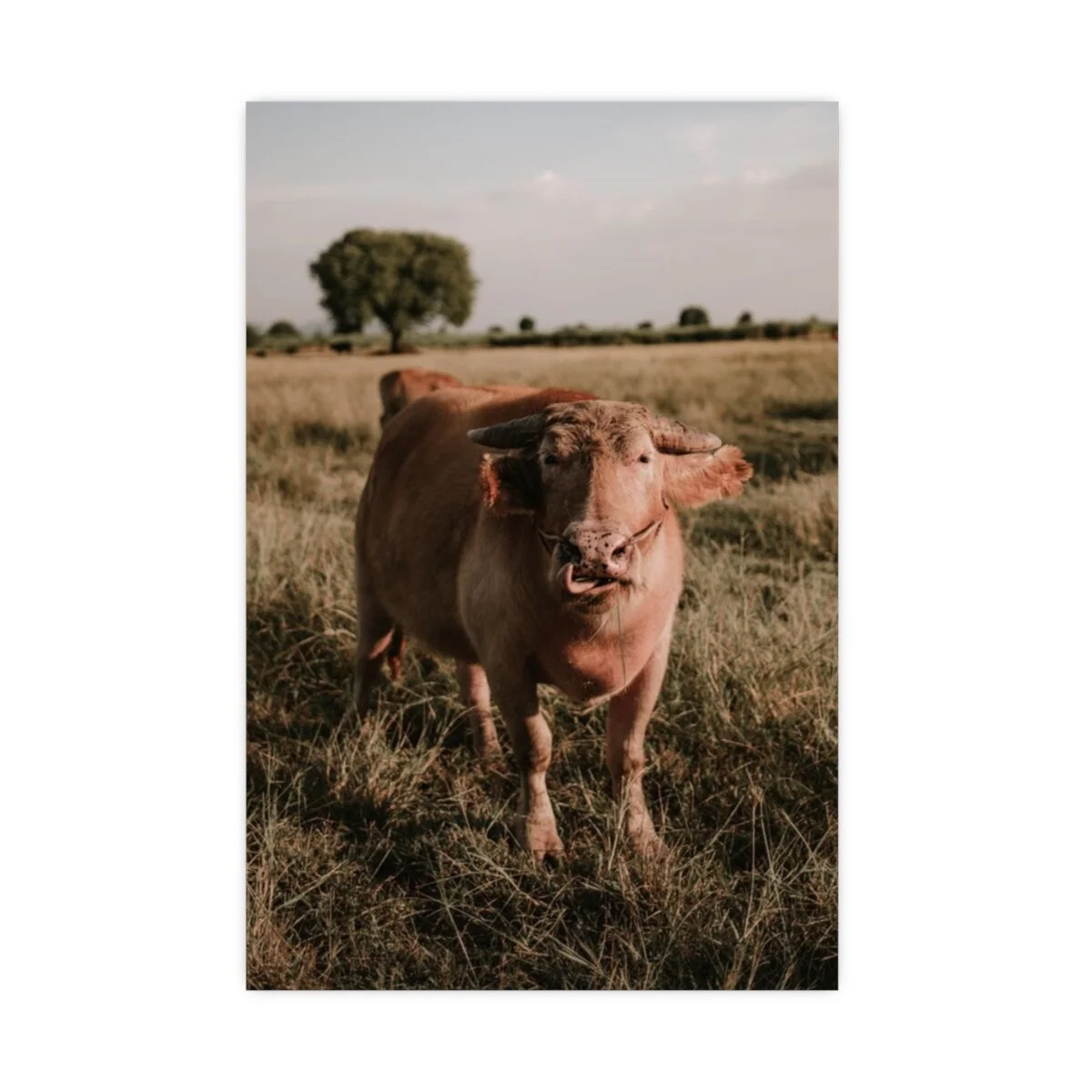 136323f84fe4809a1b5b7f8d41e2db10