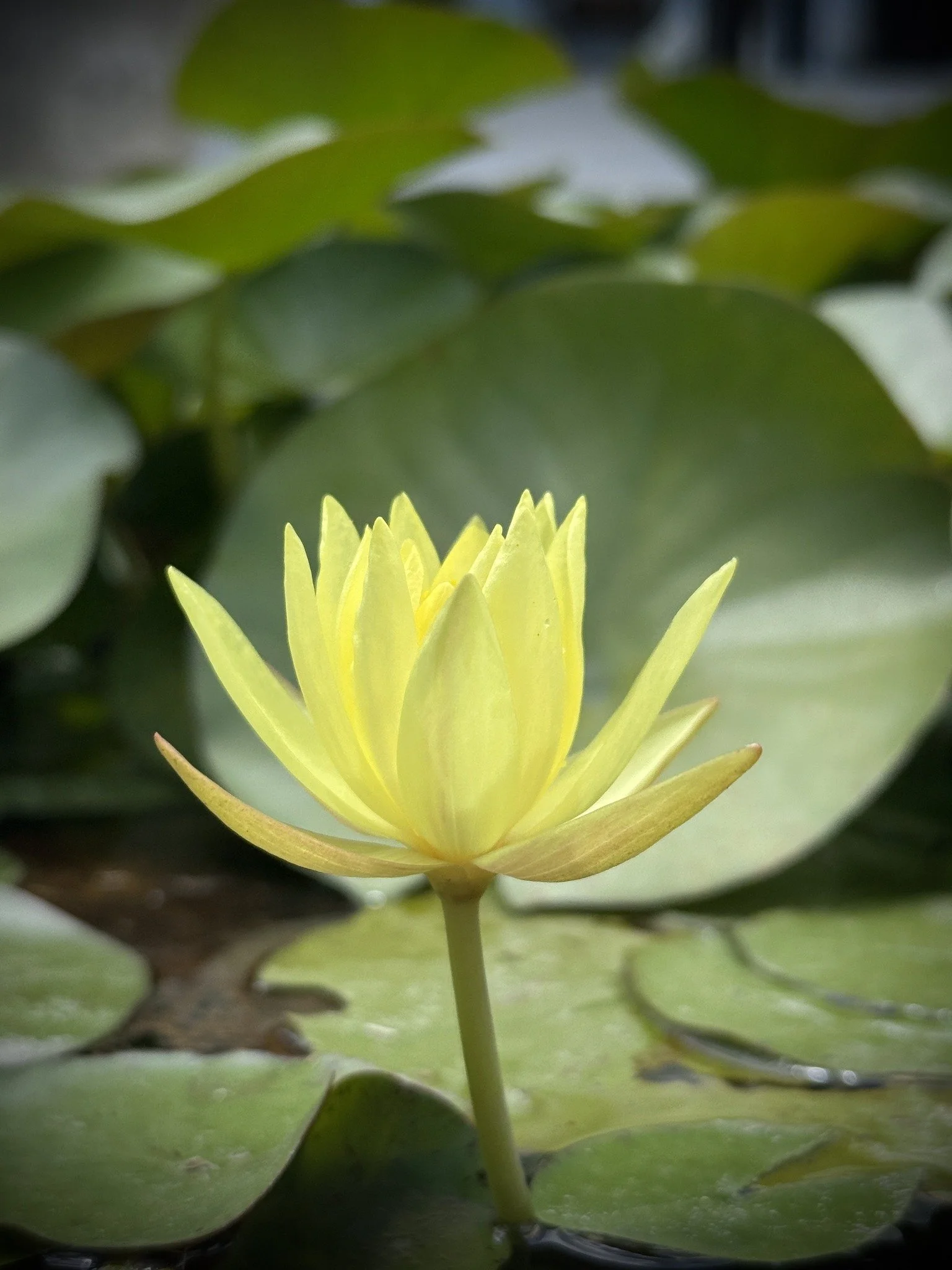 Friday Night Meditation