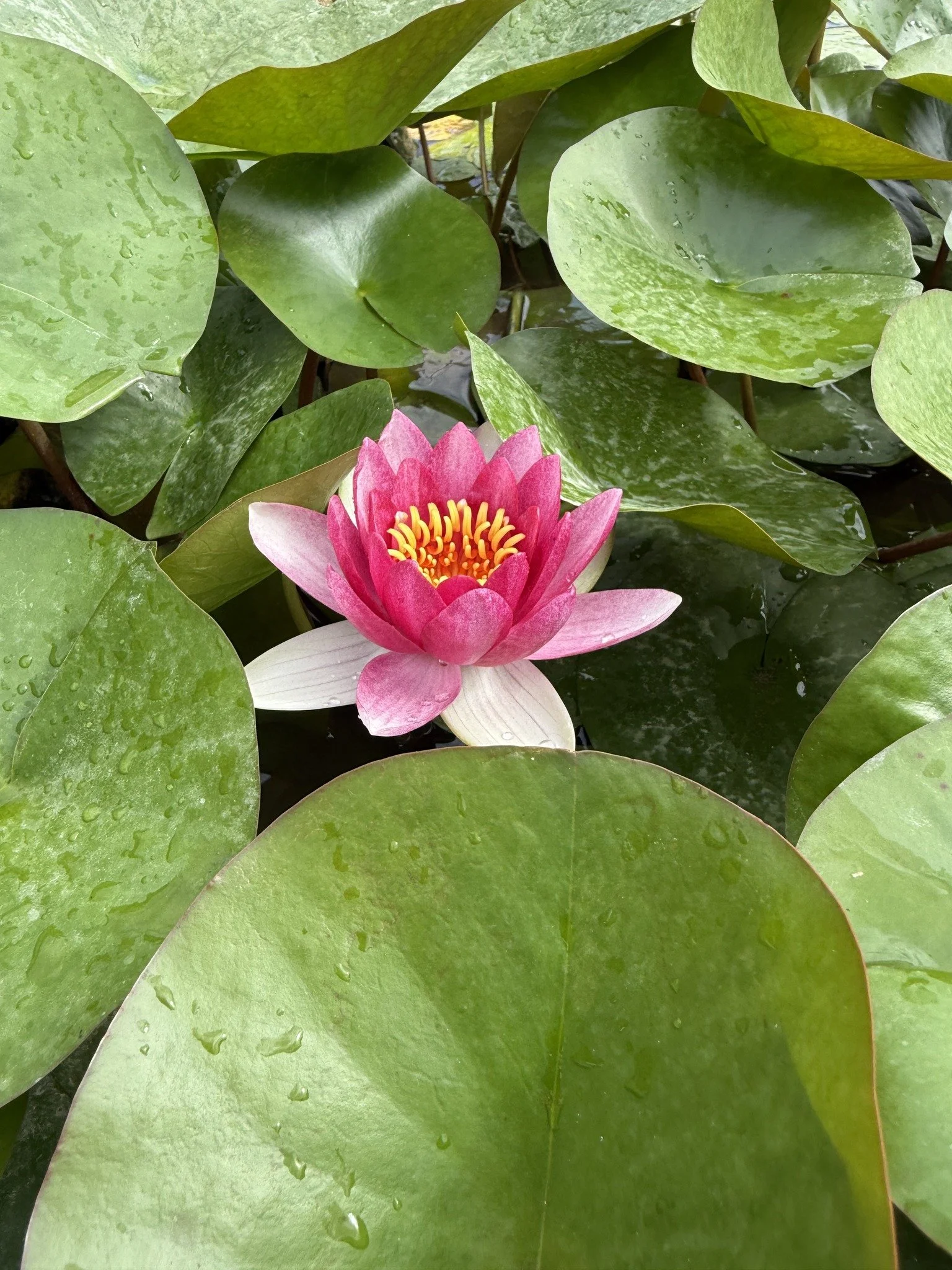 Friday Night Meditation