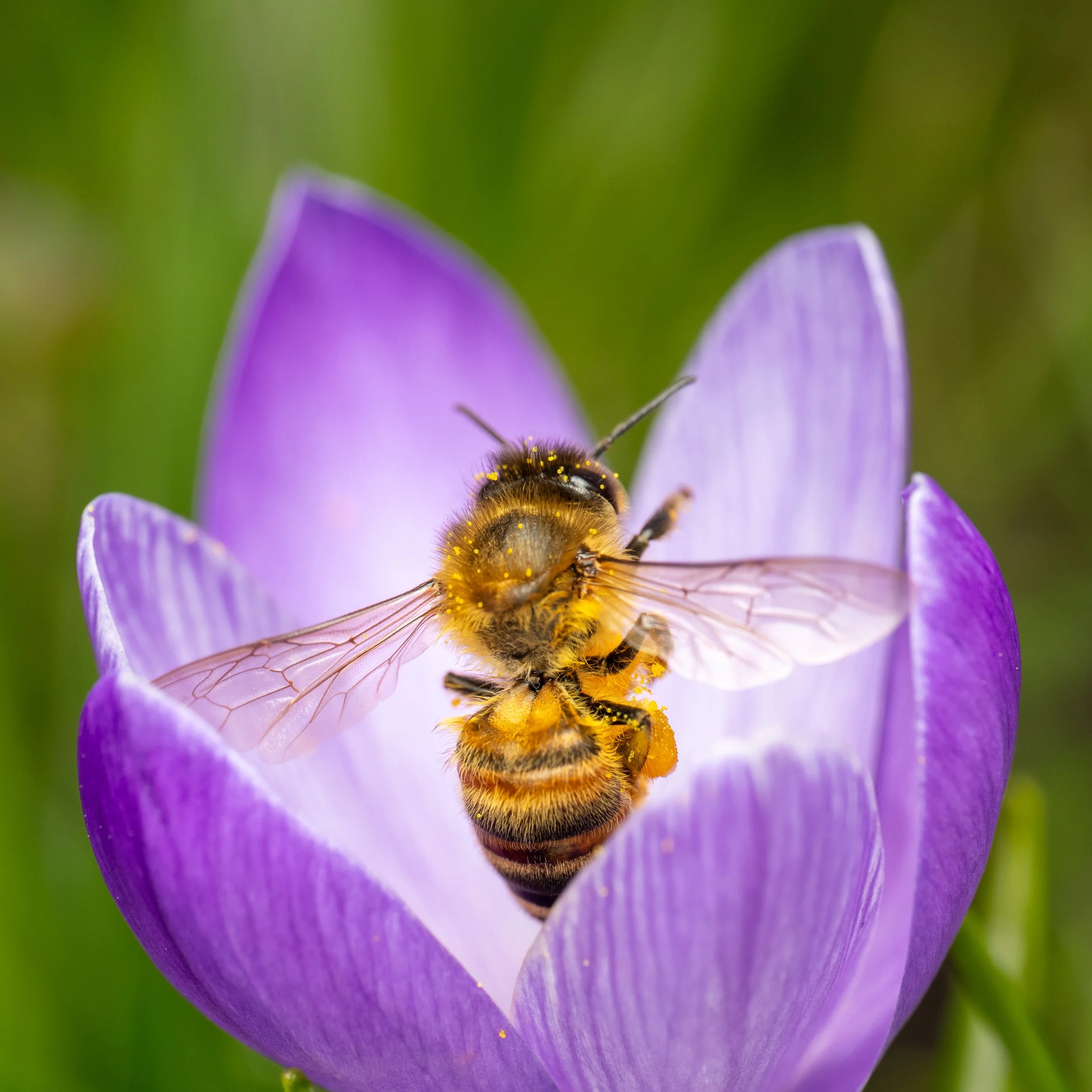 Bee beauty -14.jpg