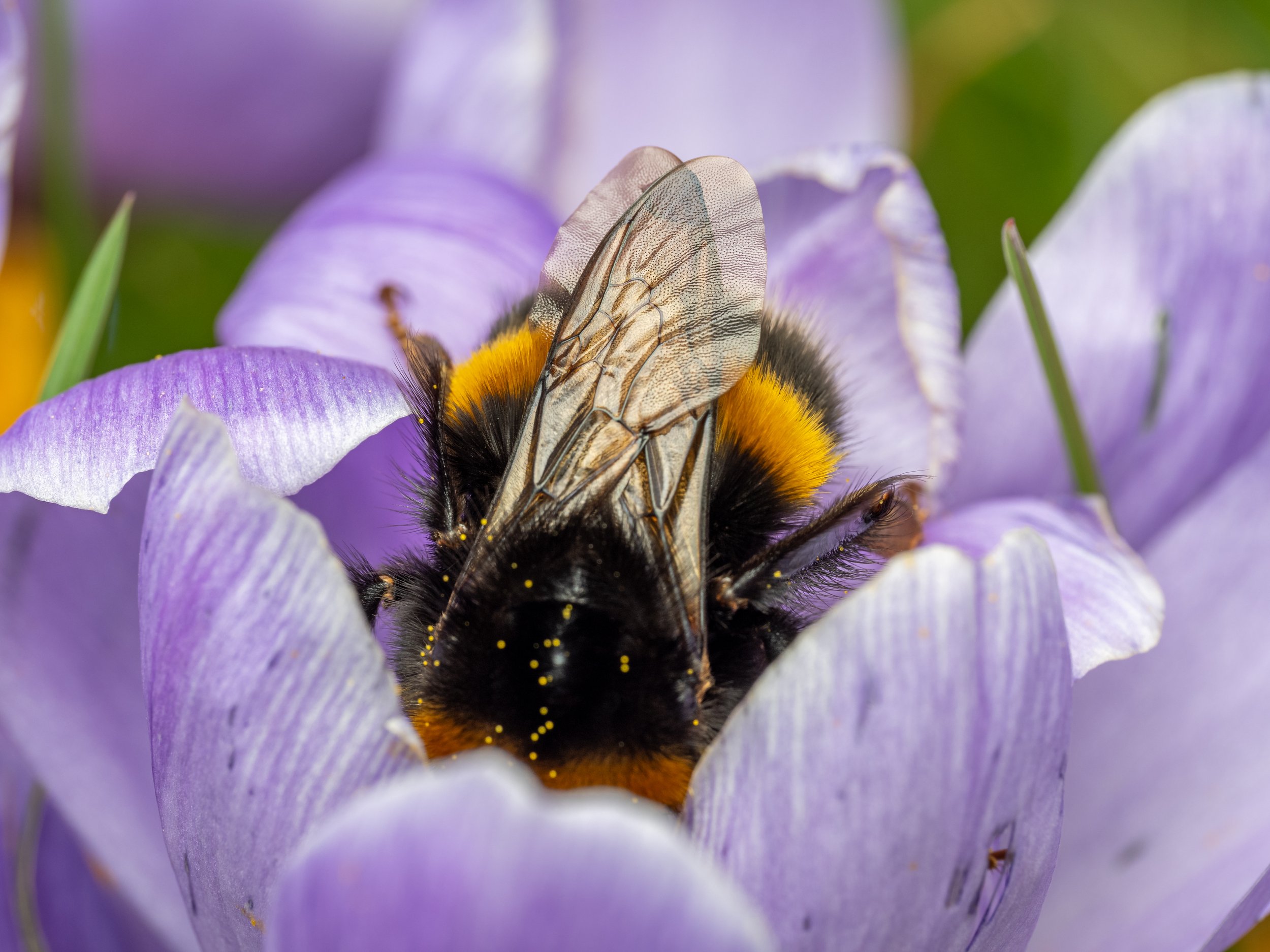 Bee beauty -1.jpg
