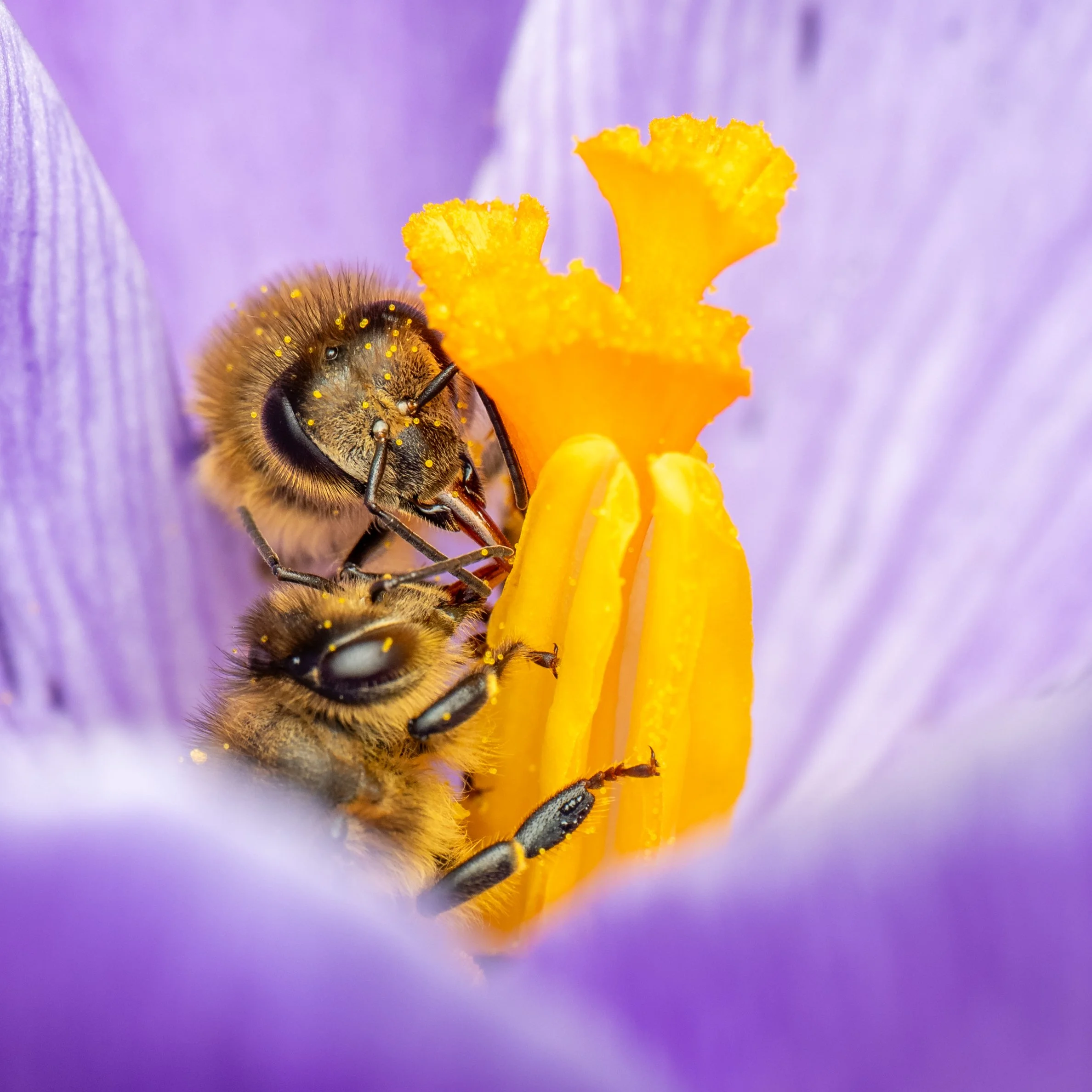 Bee beauty -12.jpg