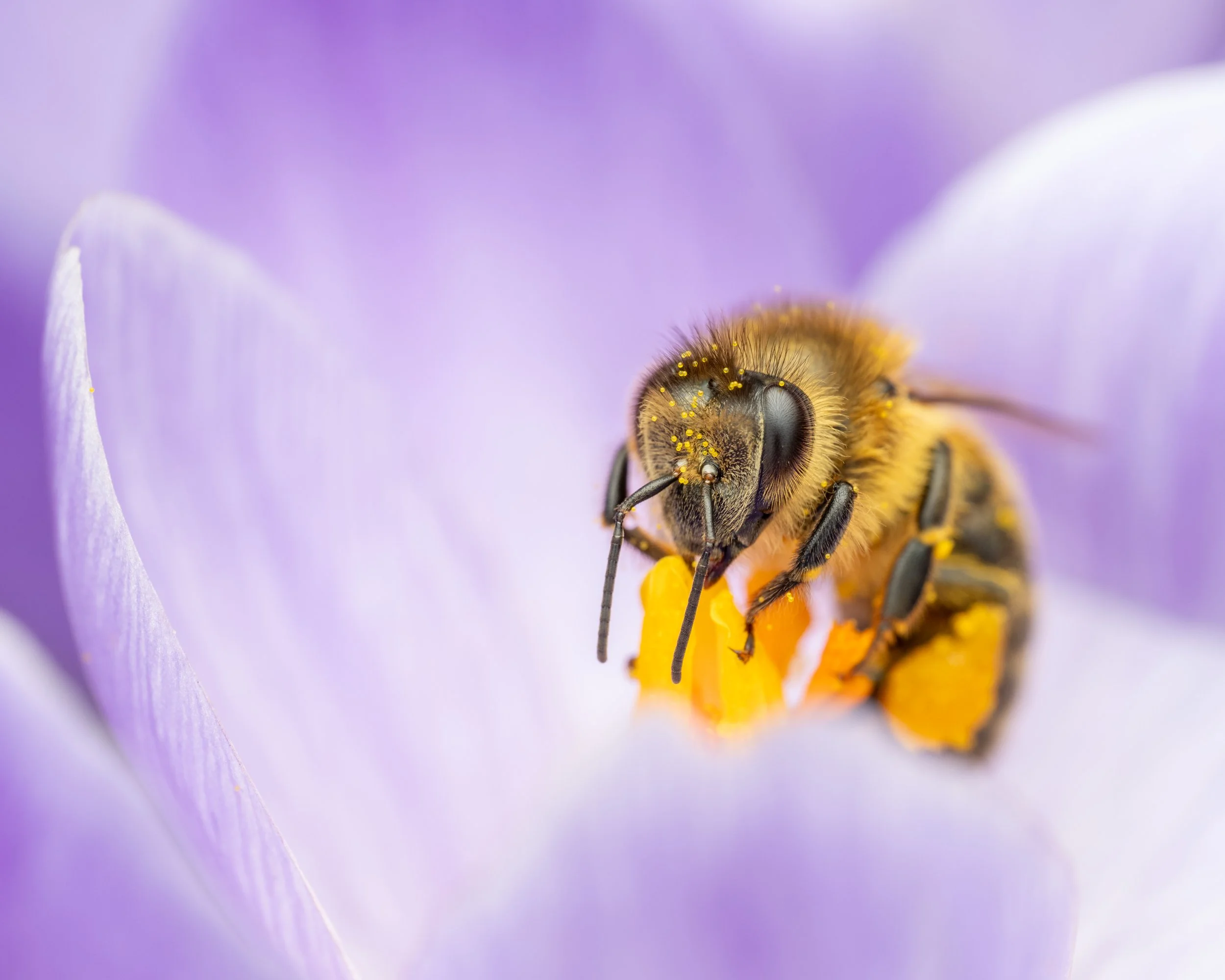 Bee beauty -13.jpg