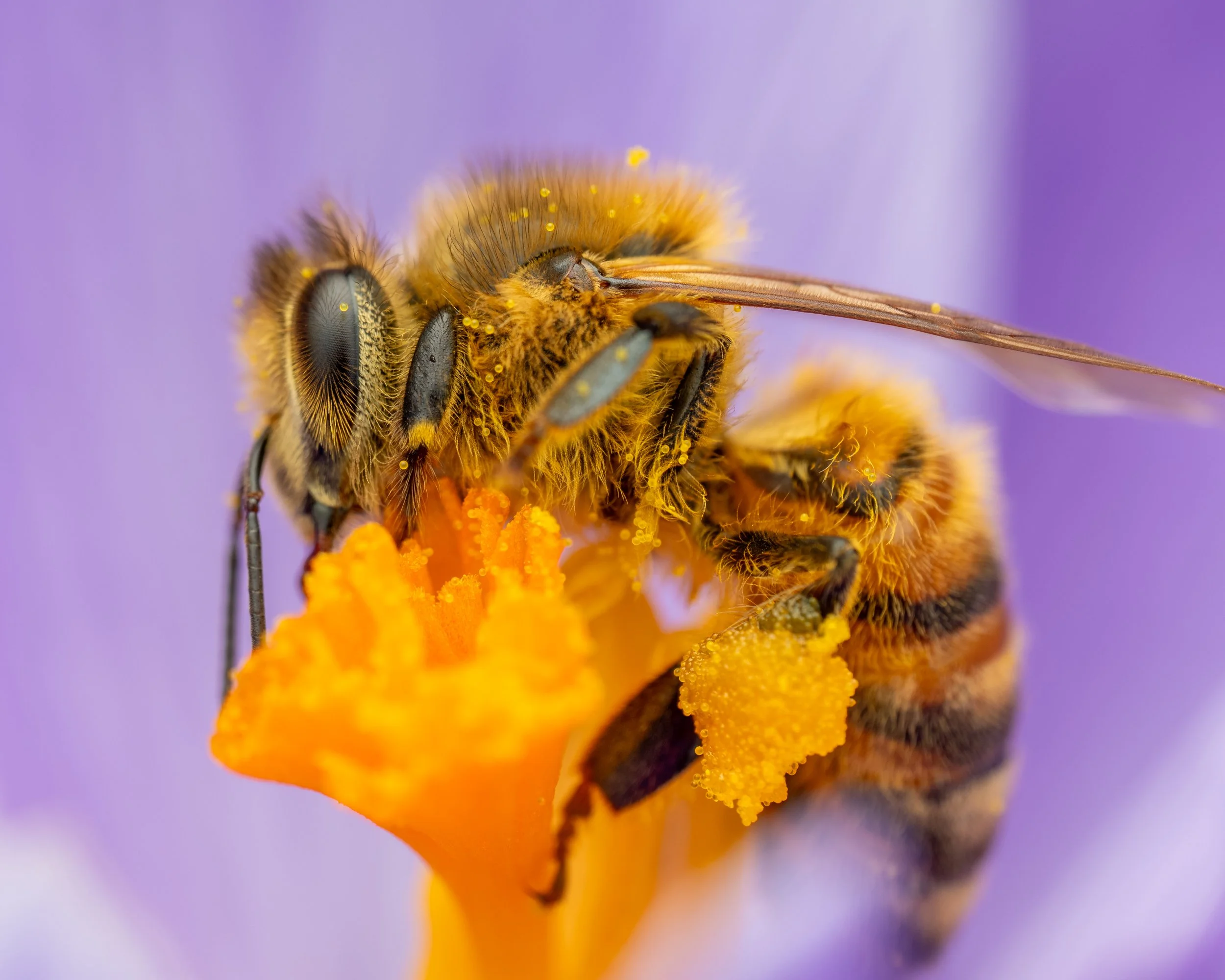 Bee beauty -10.jpg