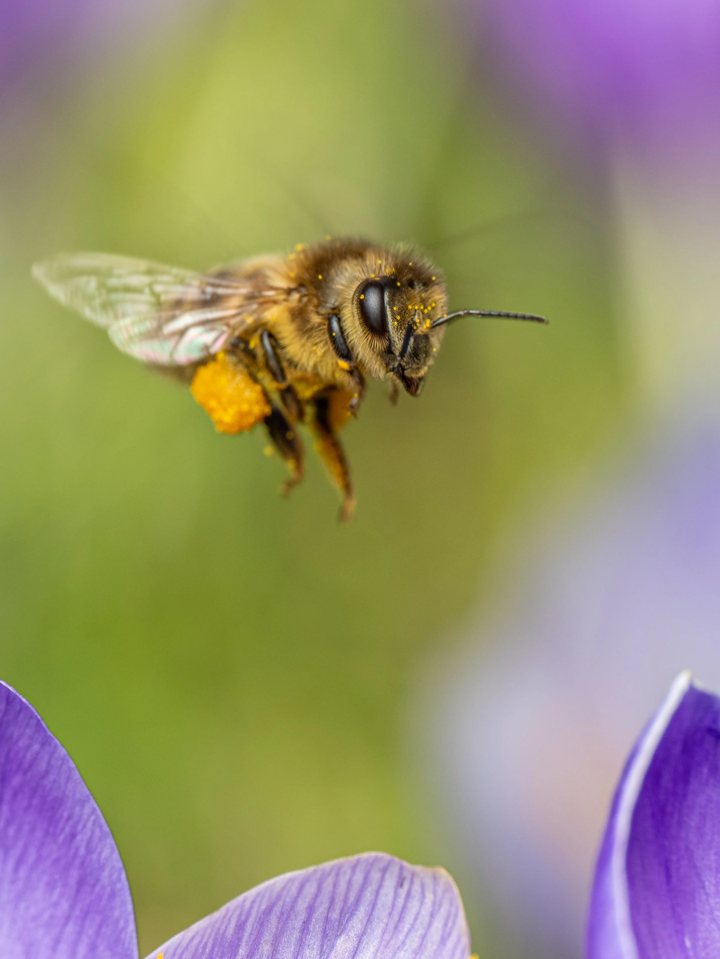 Bee beauty -5.jpg