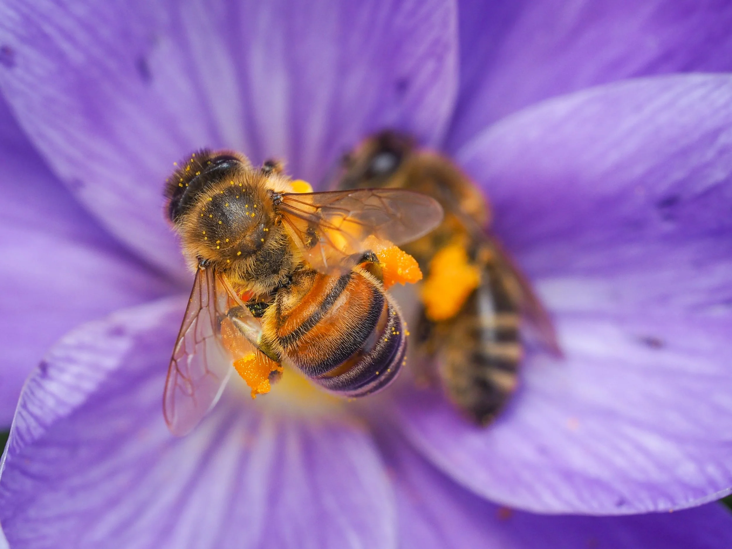 Bee beauty -3.jpg