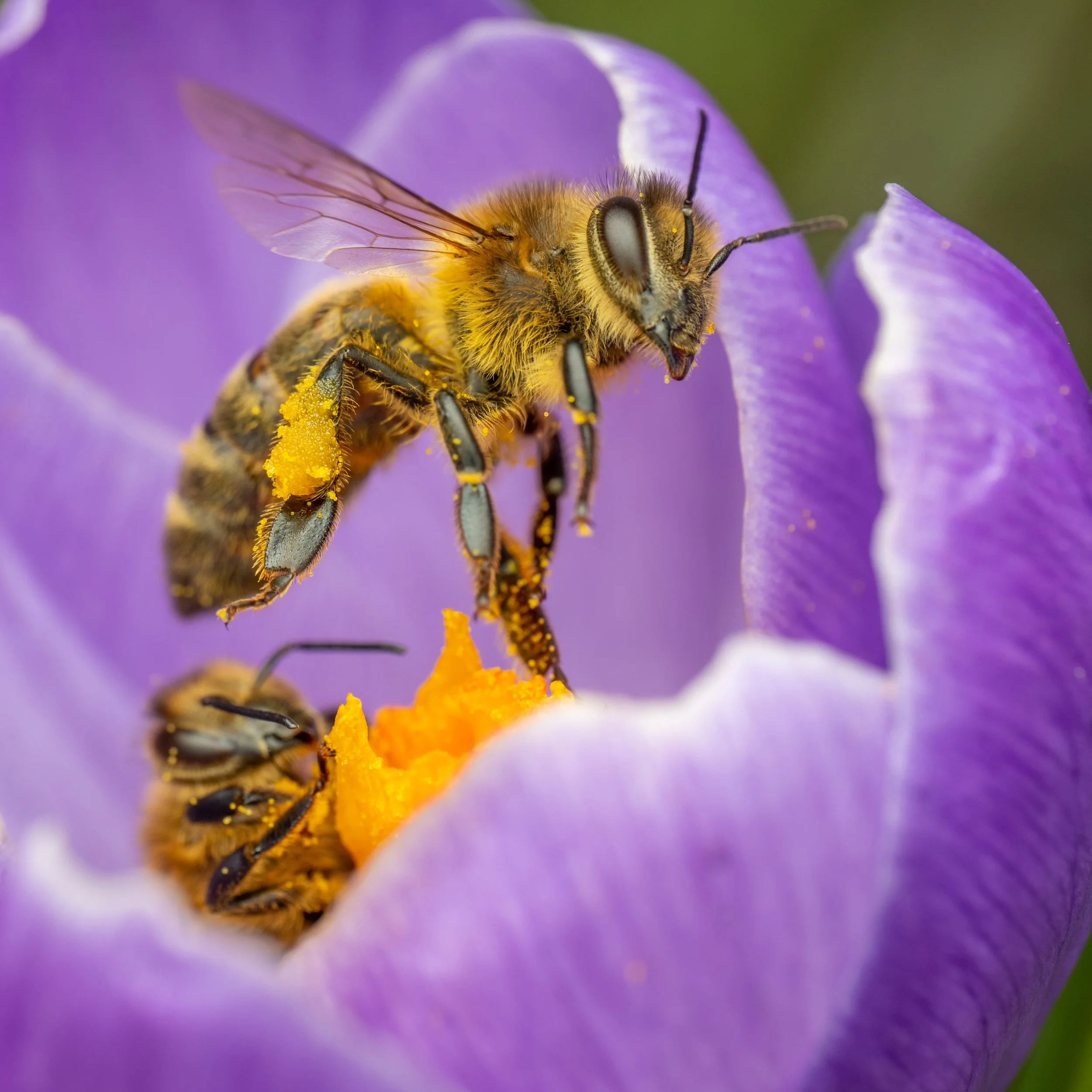 Bee beauty -8.jpg