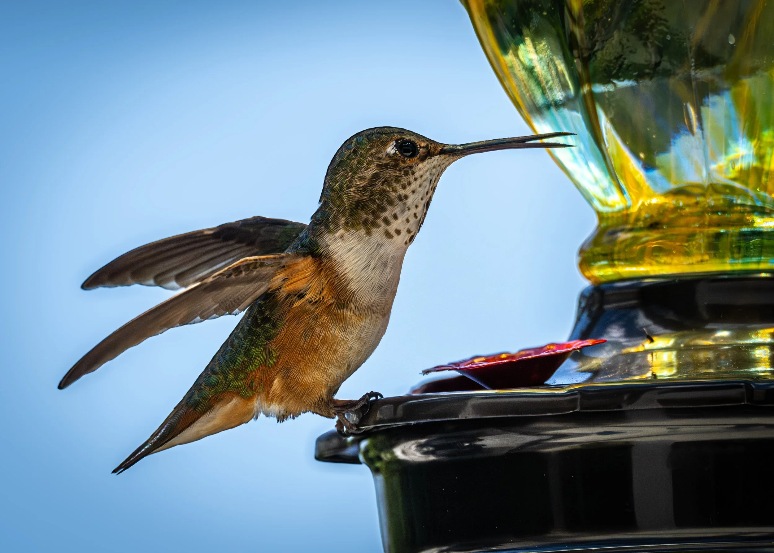 Hunningbird open beak 04 13 26.JPG