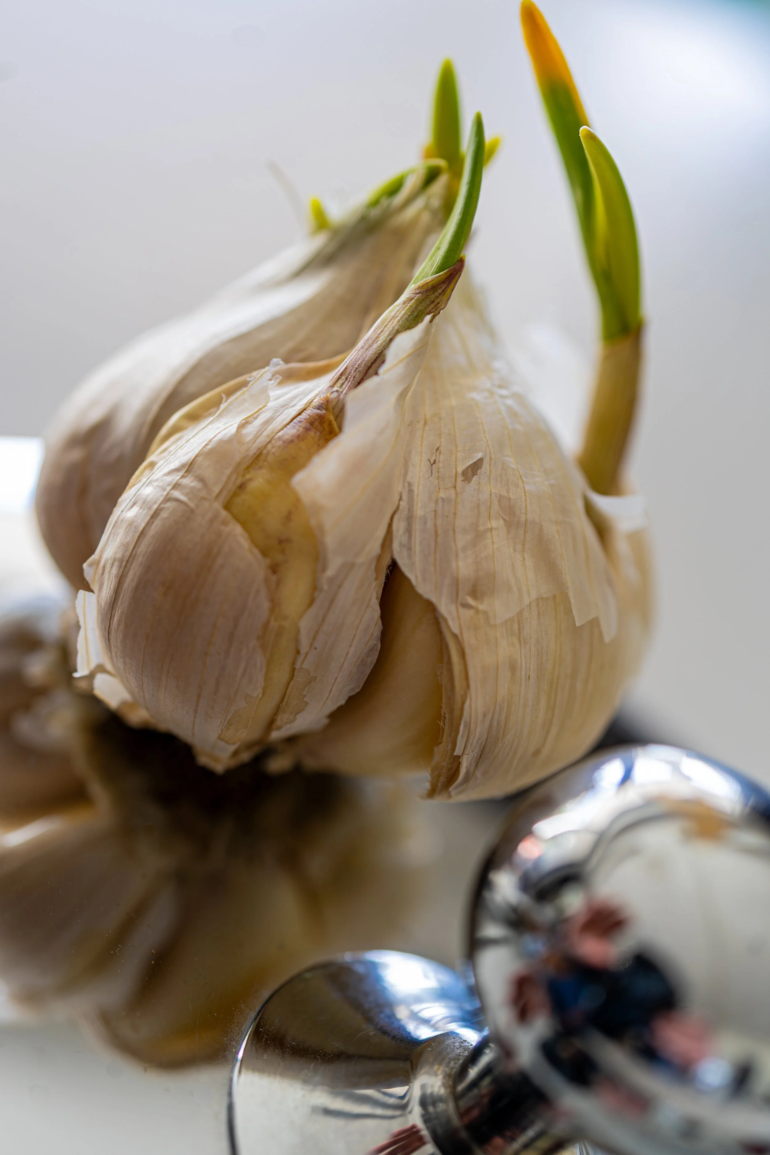 Garlic bulb.jpg