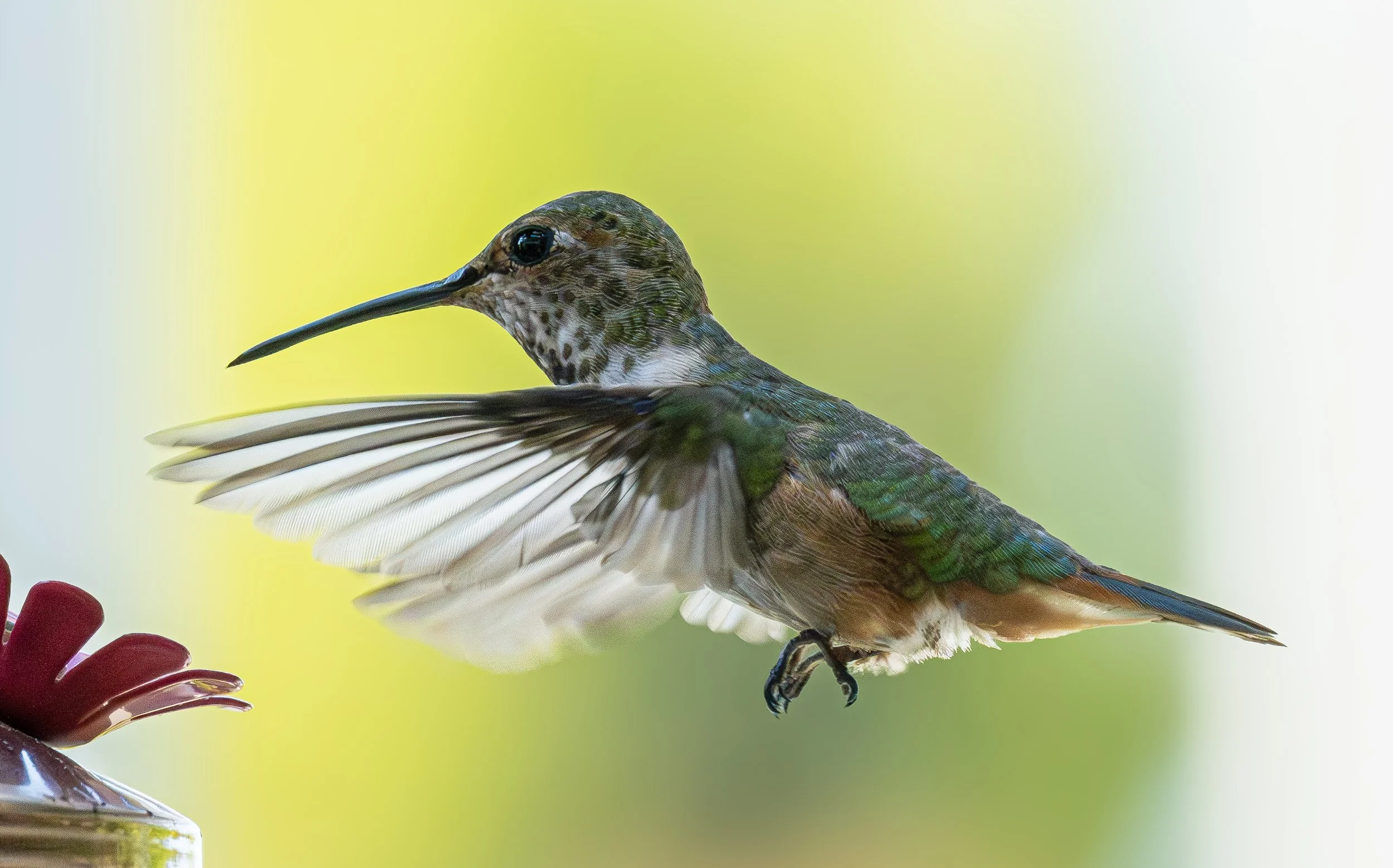 hummungbird triptych bottom.JPG