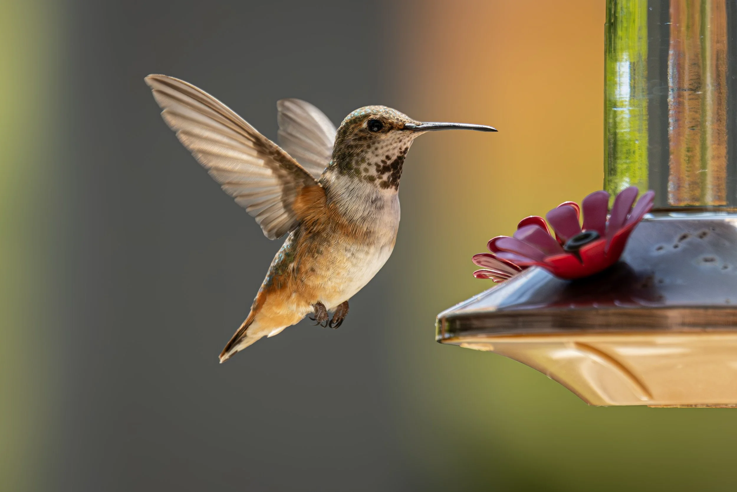 Hummingbird no rail.JPG