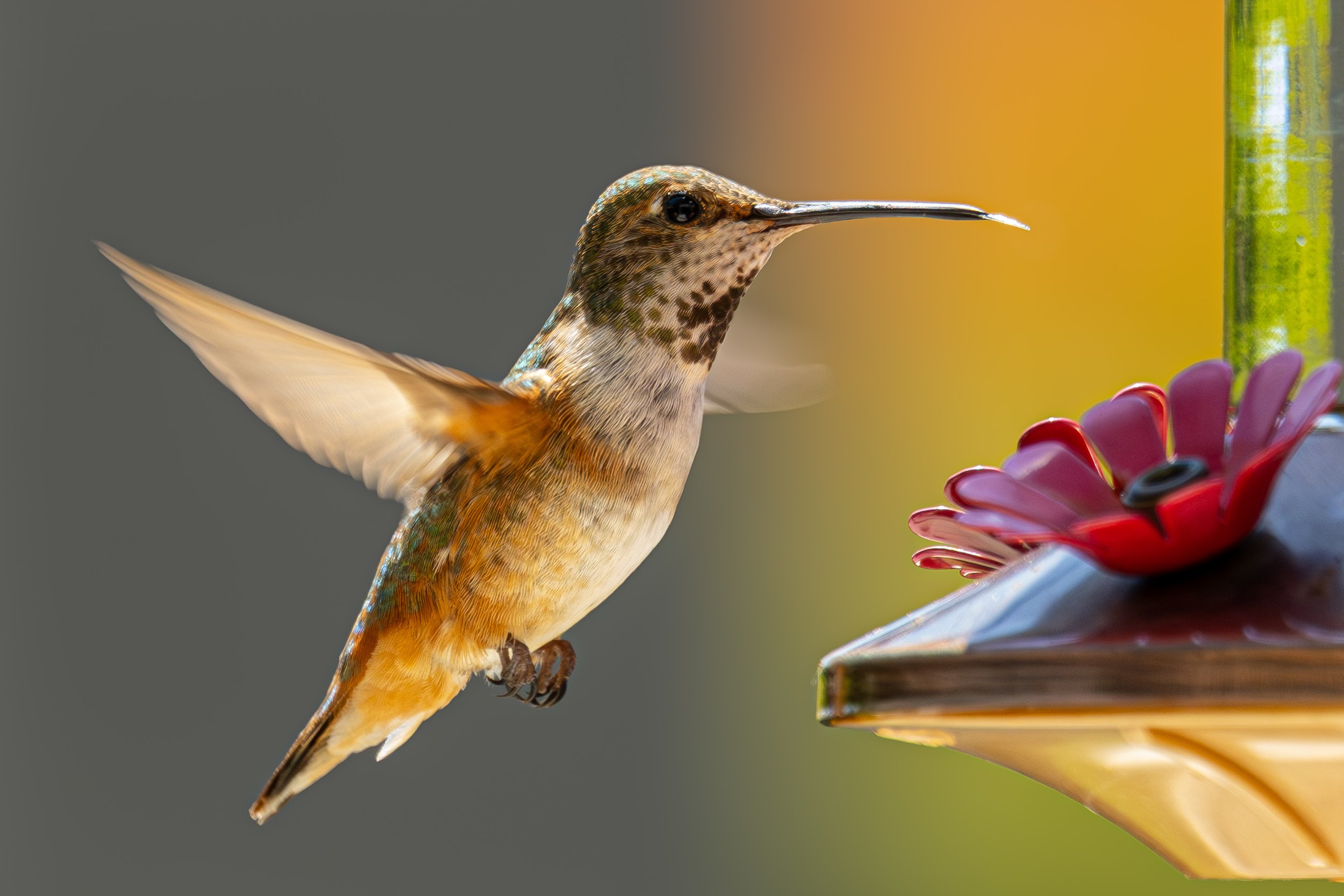 Hummingbird no rail 2.JPG