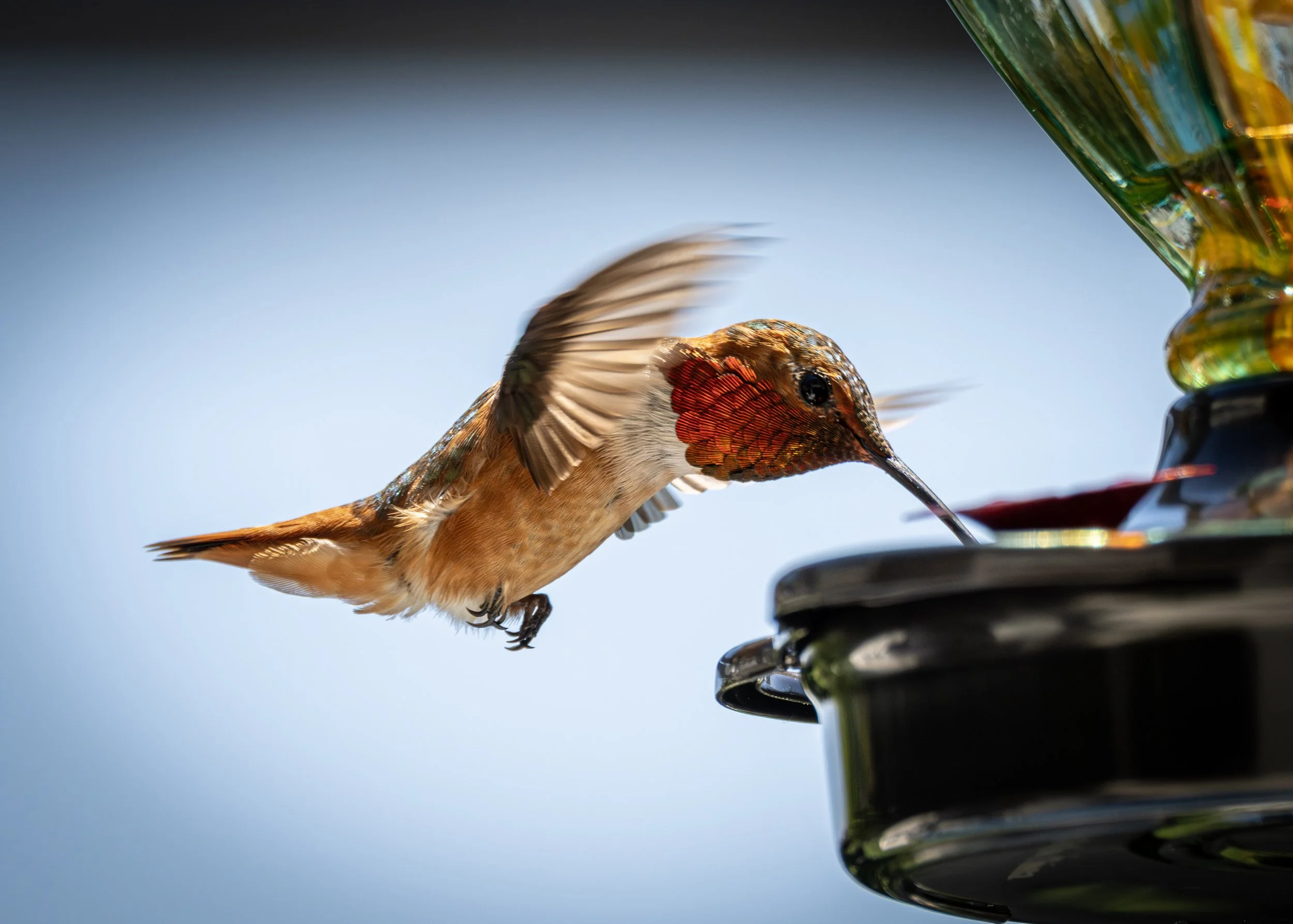 Feeder 500mm 2.JPG