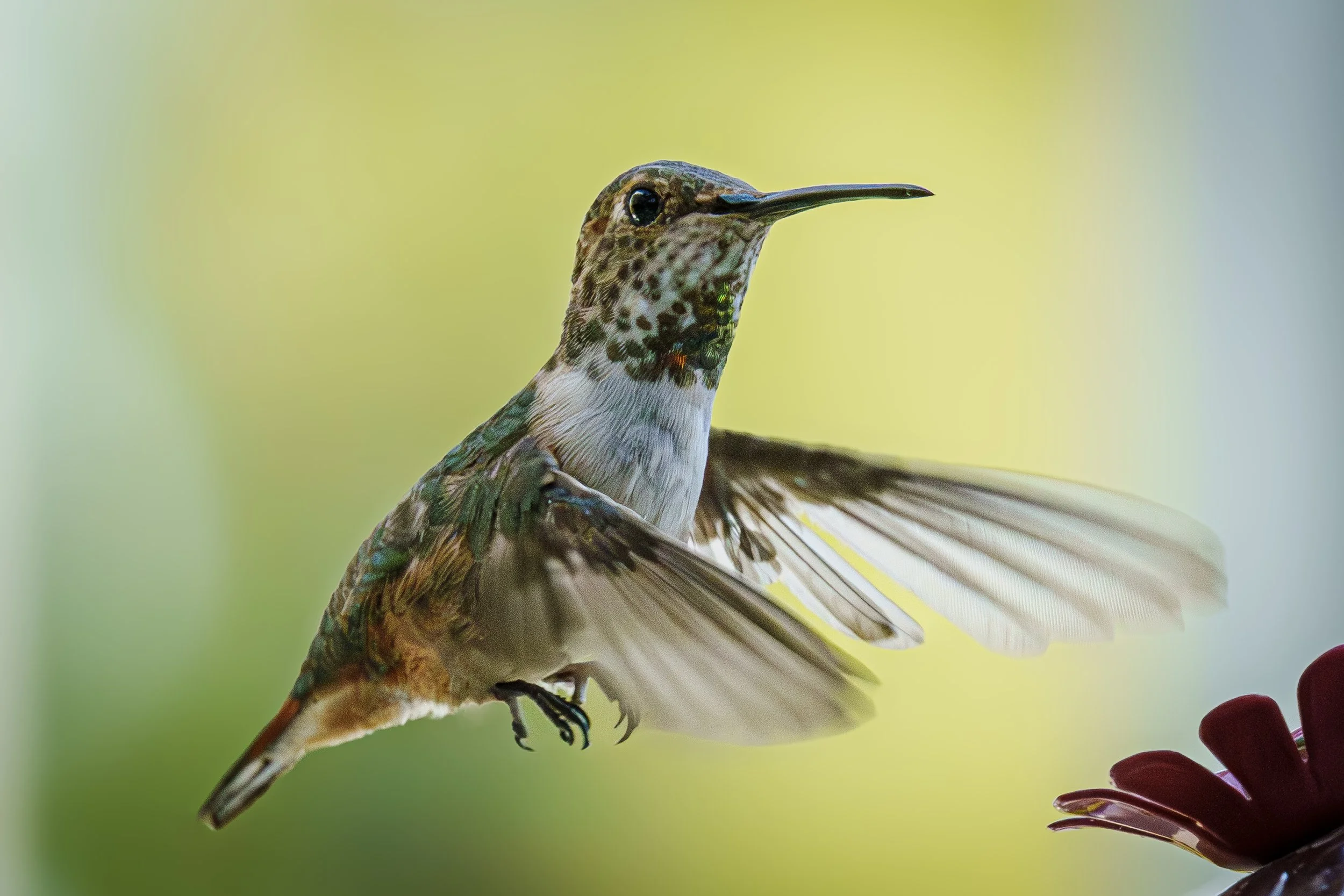 Hummingbird tryptychj 1.JPG