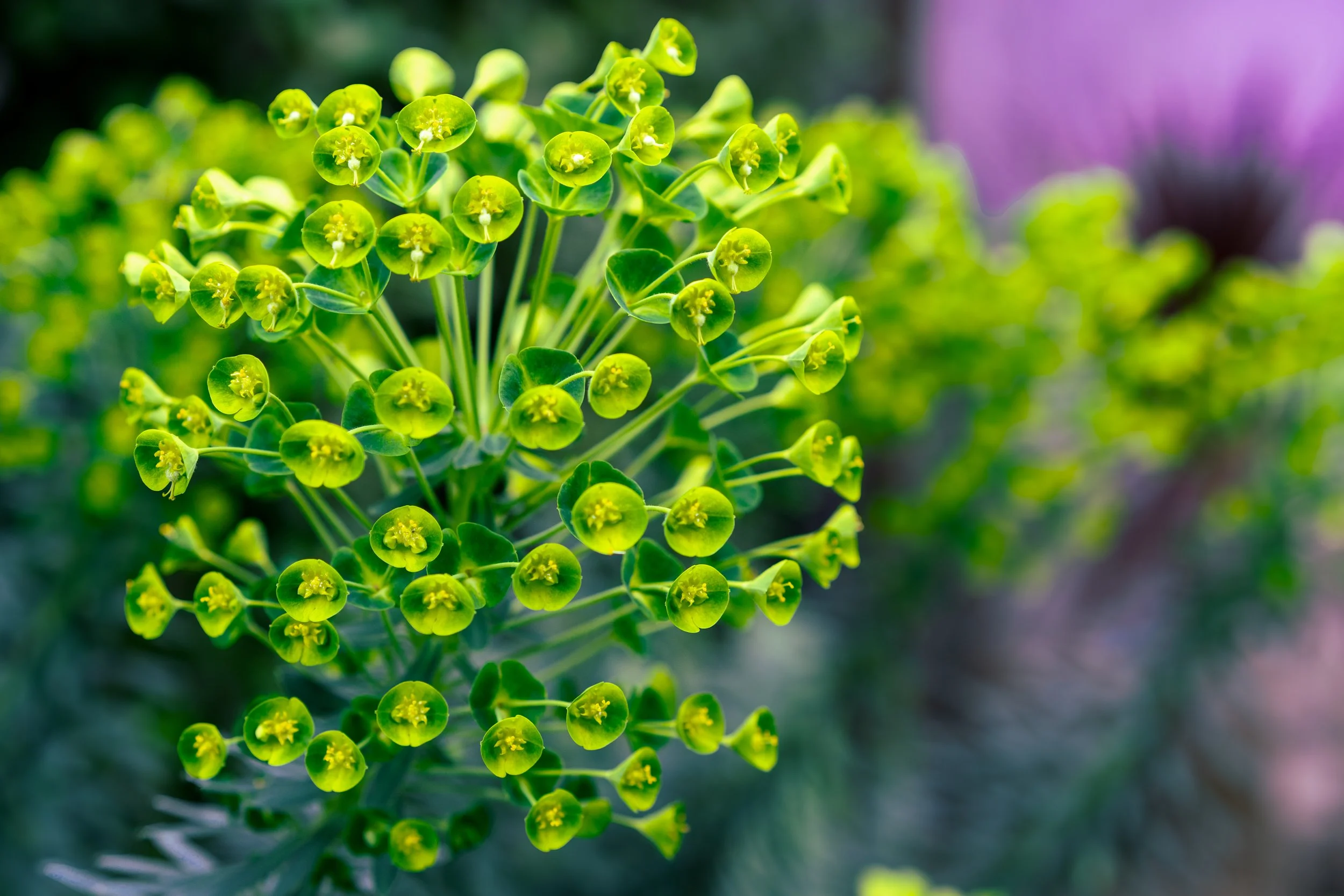 Palisades green Flower.jpg