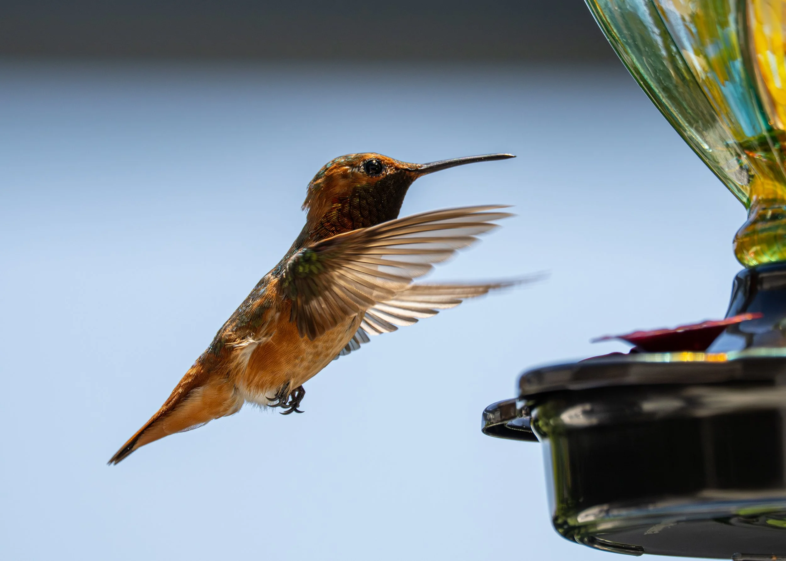 Feeder 500mm.JPG
