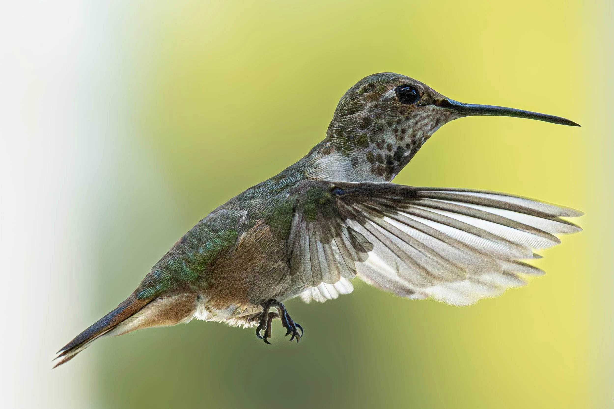 Hummingbird yellow grey background.JPG
