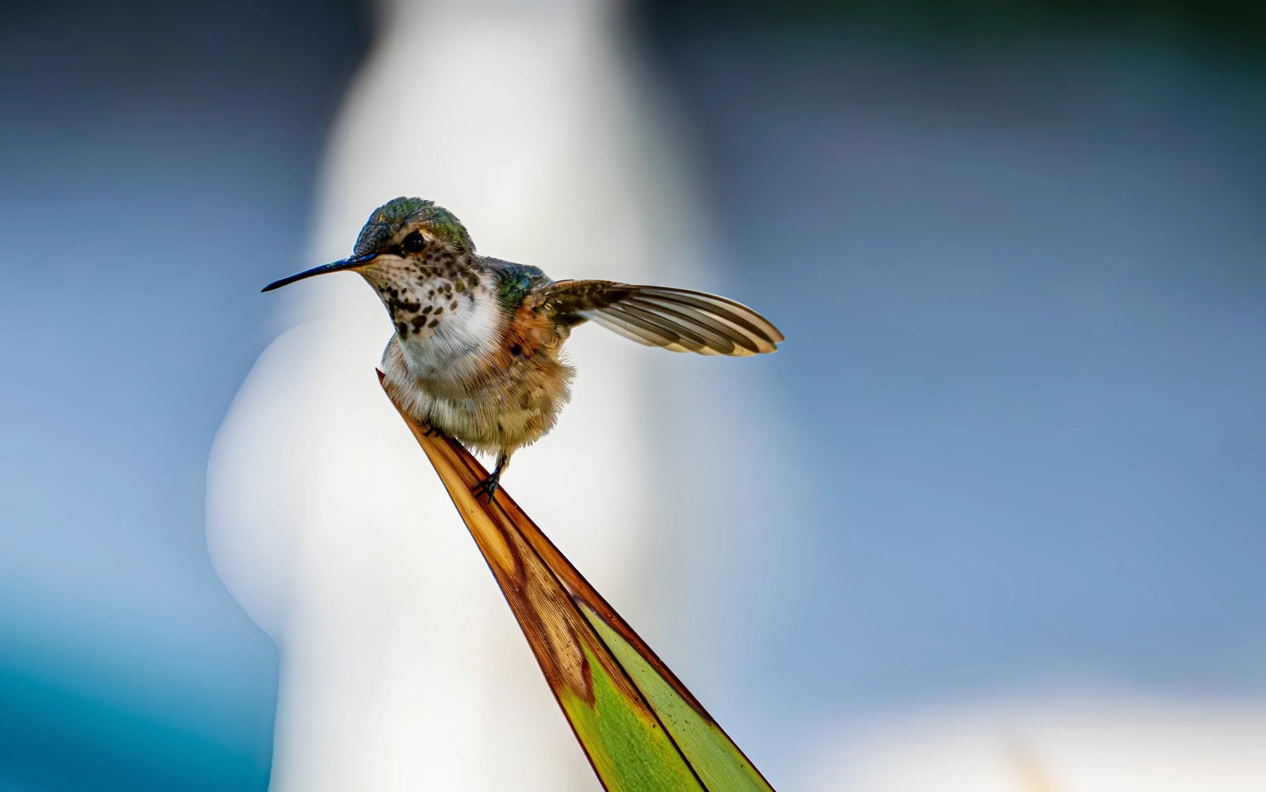 Hummingbird umbrella shot-.jpeg