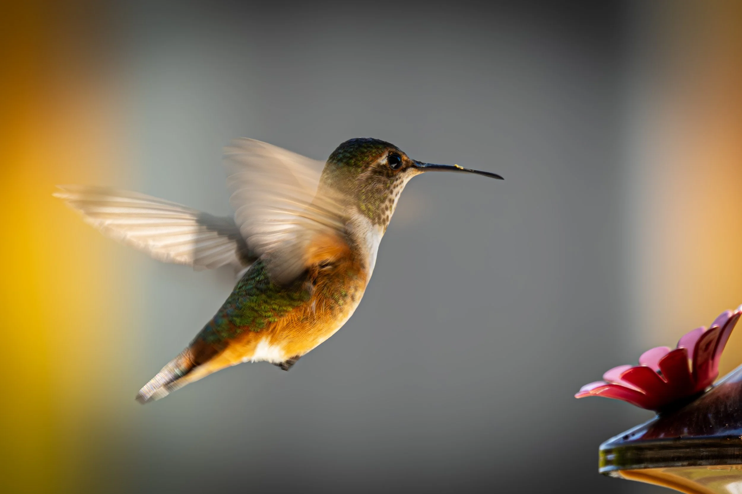 Hummingbird 320 orange grey.JPG