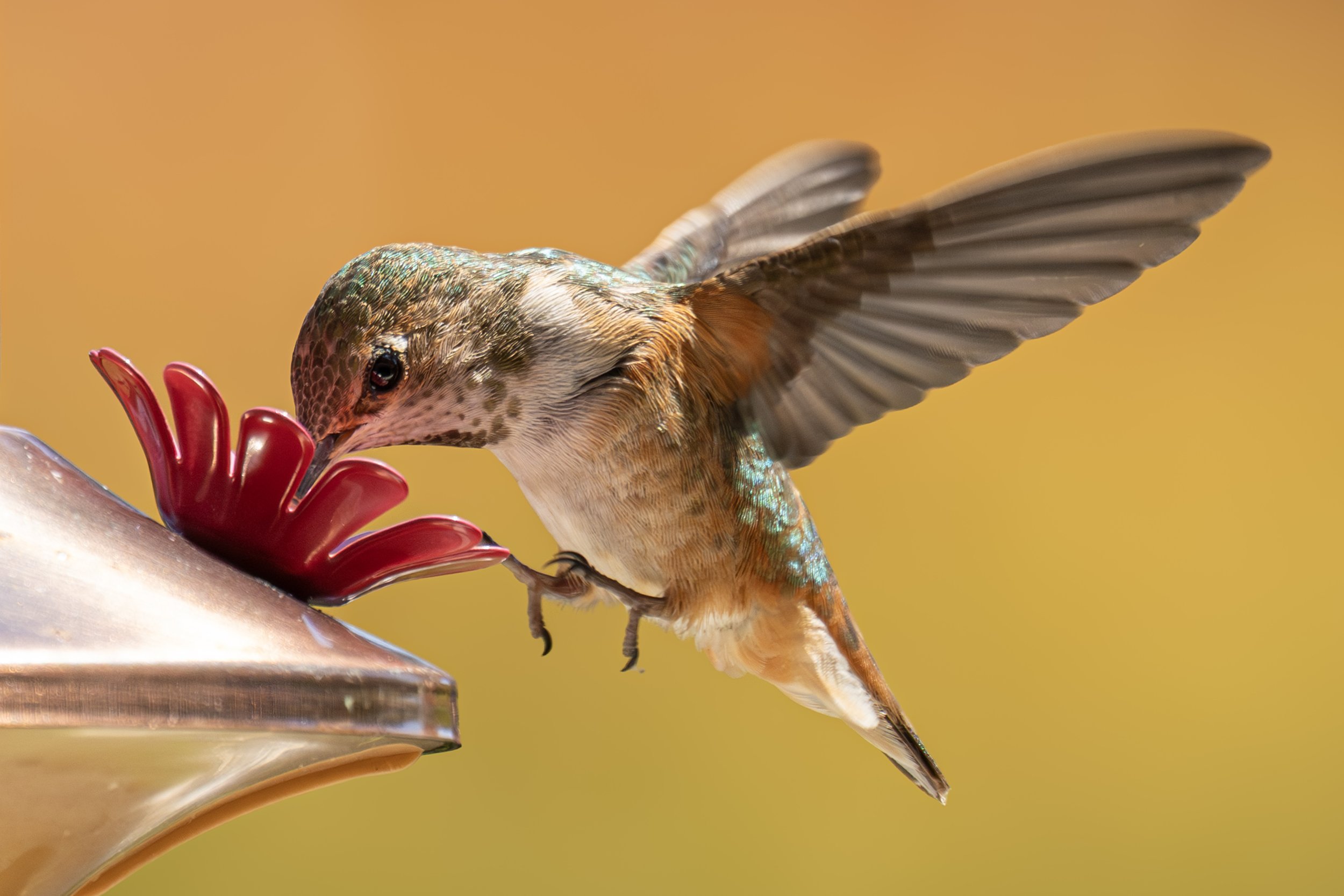 Hummingbird 1600 orange.JPG