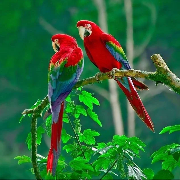 macaws.jpg