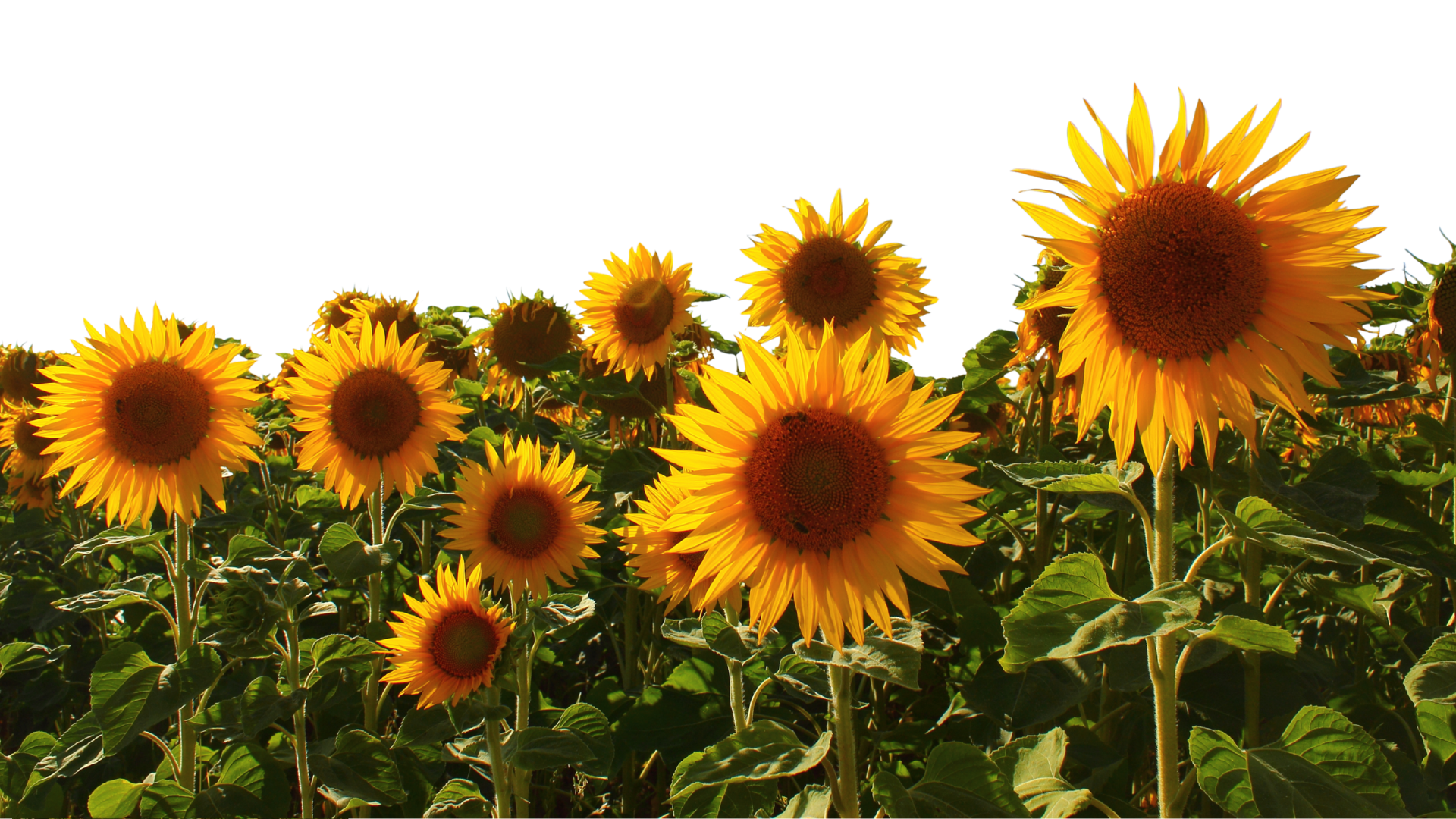 Bright yellow sunflowers blooming in a field under a clear blue sky.