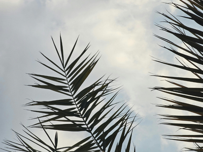 palms & sky