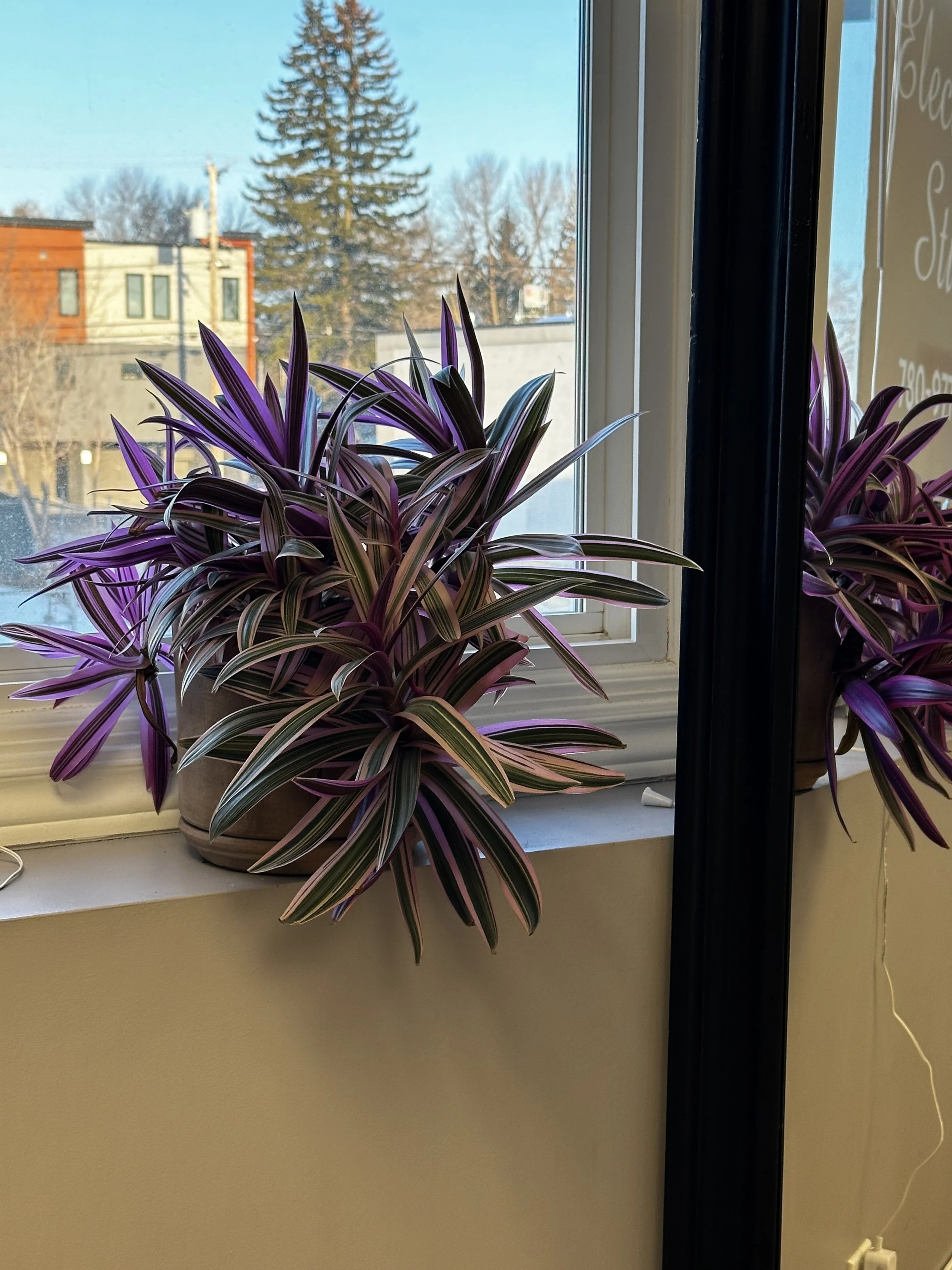 room 1 plant.jpg