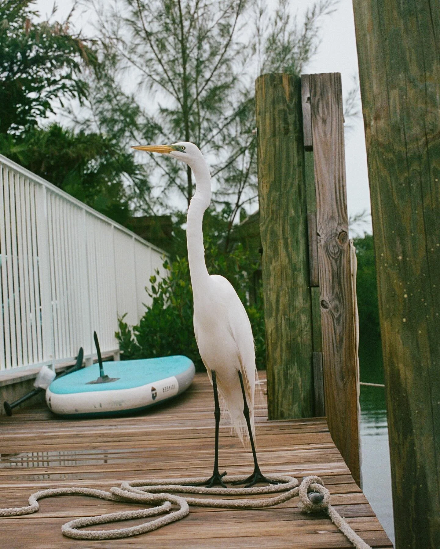 My favourite egret, visiting me daily while in the Florida keys. 

🪿🌞🪿

#filmphotography #florida #floridakeys #floridatourism #photography #birdphotography #wildlifephotography #boatlife #fishingtrip #travelphotography #travelusa #travel #egret #