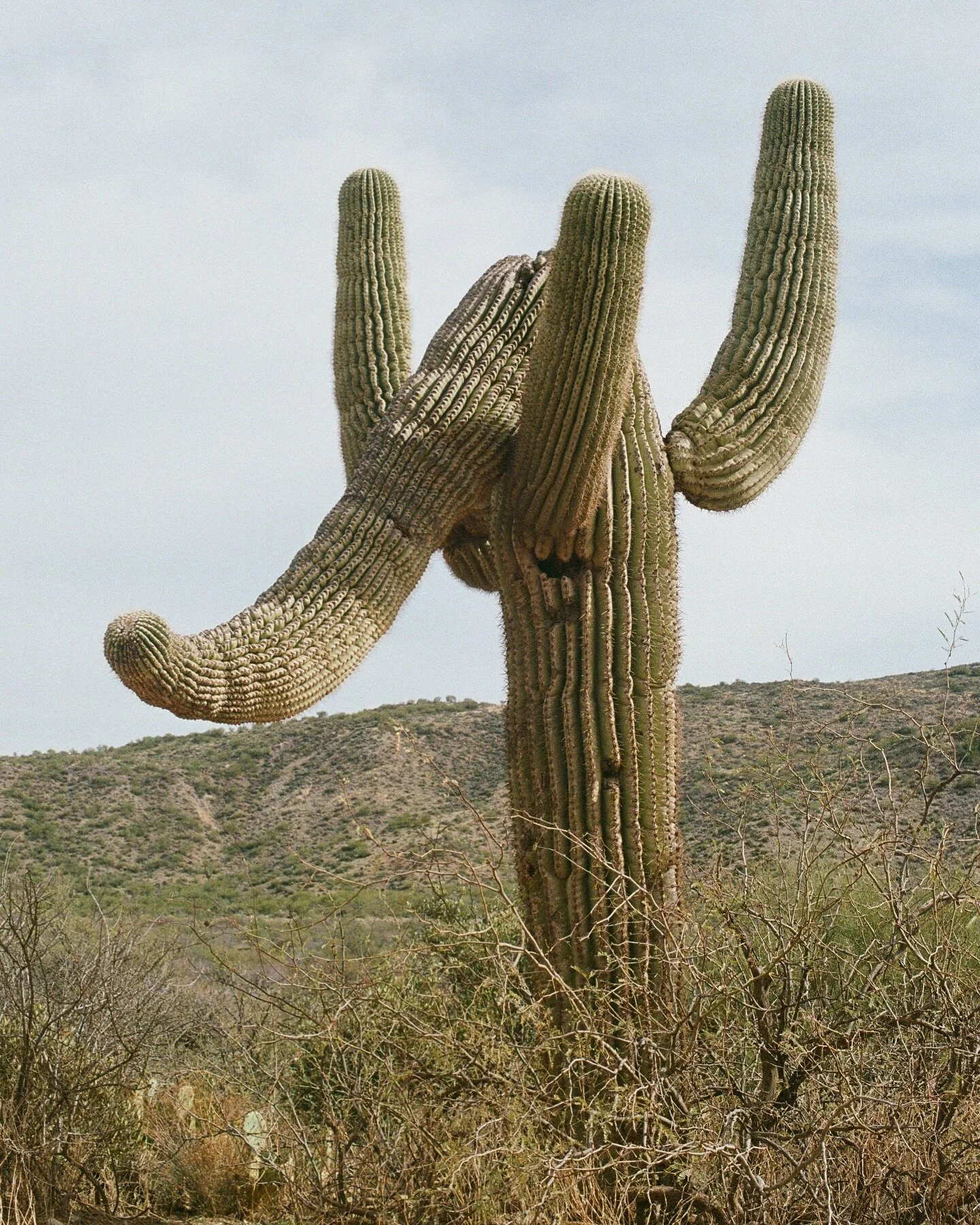 Saguaro cacti support many birds species by providing them nesting habitat &amp; food. 

Gila woodpeckers will excavate holes in the prickly cactus skin to make nests. 

They do this each year, providing a variety of birds vacant holes to nest in. 

