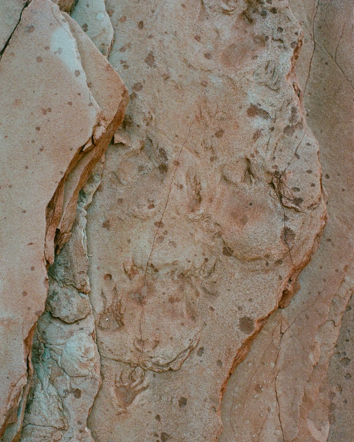 Reptile tracks encased in Coconino Sandstone show a harsh reality of what life in the desert looked like 275 million years ago. 

Finding these Dino tracks while hiking down soap creek to the Colorado river was one of the highlights of my trip.

#ari