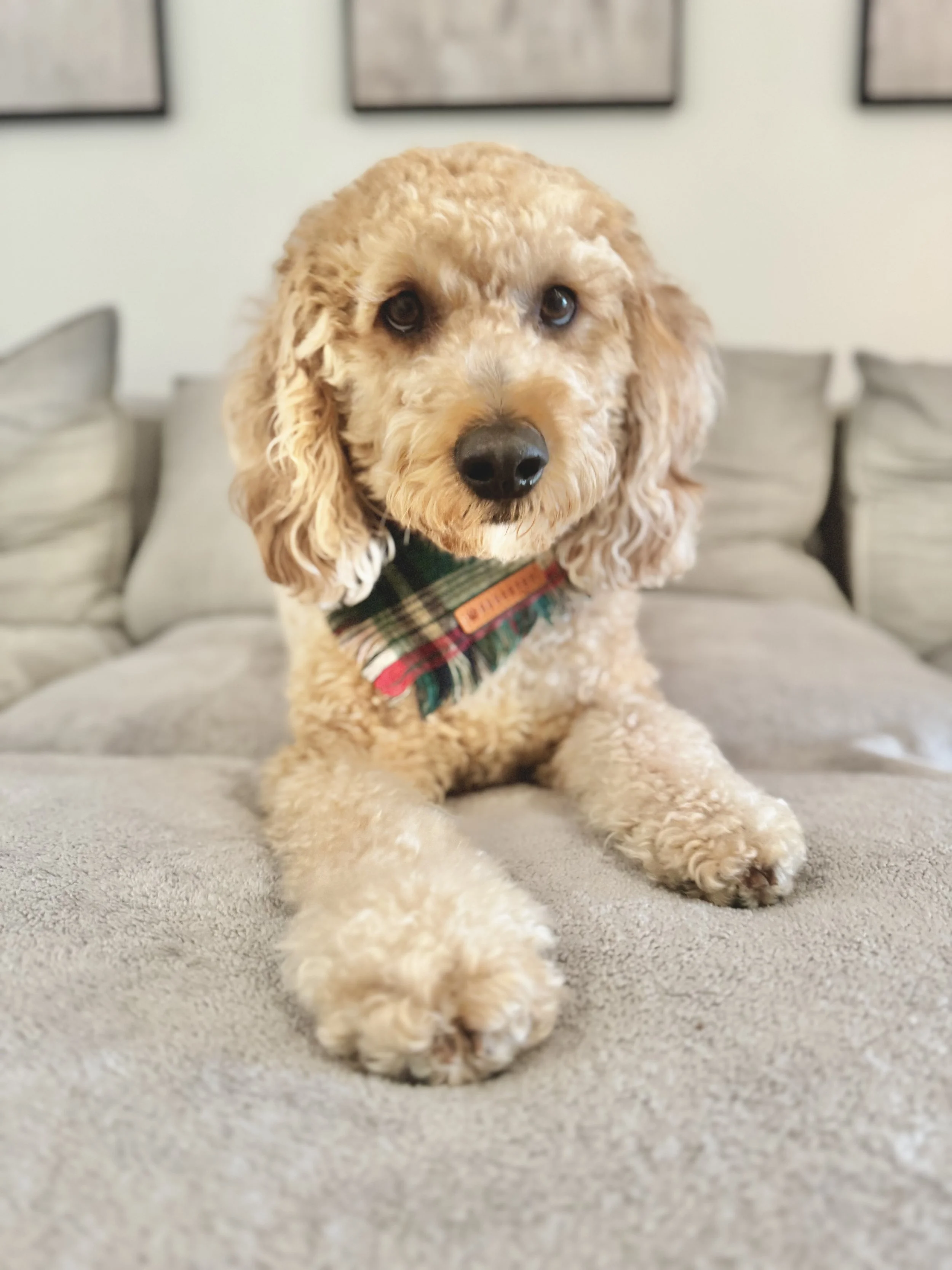 Blond Curly haired medium size dog relaxed on a grey couch with a checkered banadana looking at the camera with ears alert .