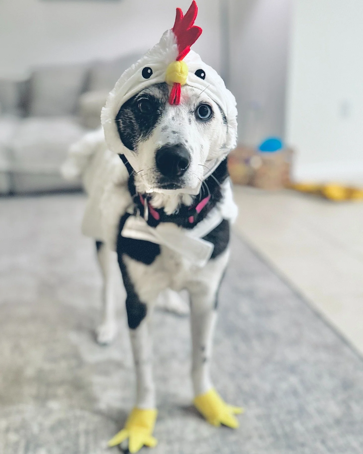 @jetta.leland rockin' out the chicken suit during her staycation 🐾 🐤 🎃 🐶 🦴 🎉
vote for Jetta! in the #woofcostumecontest @mywoof