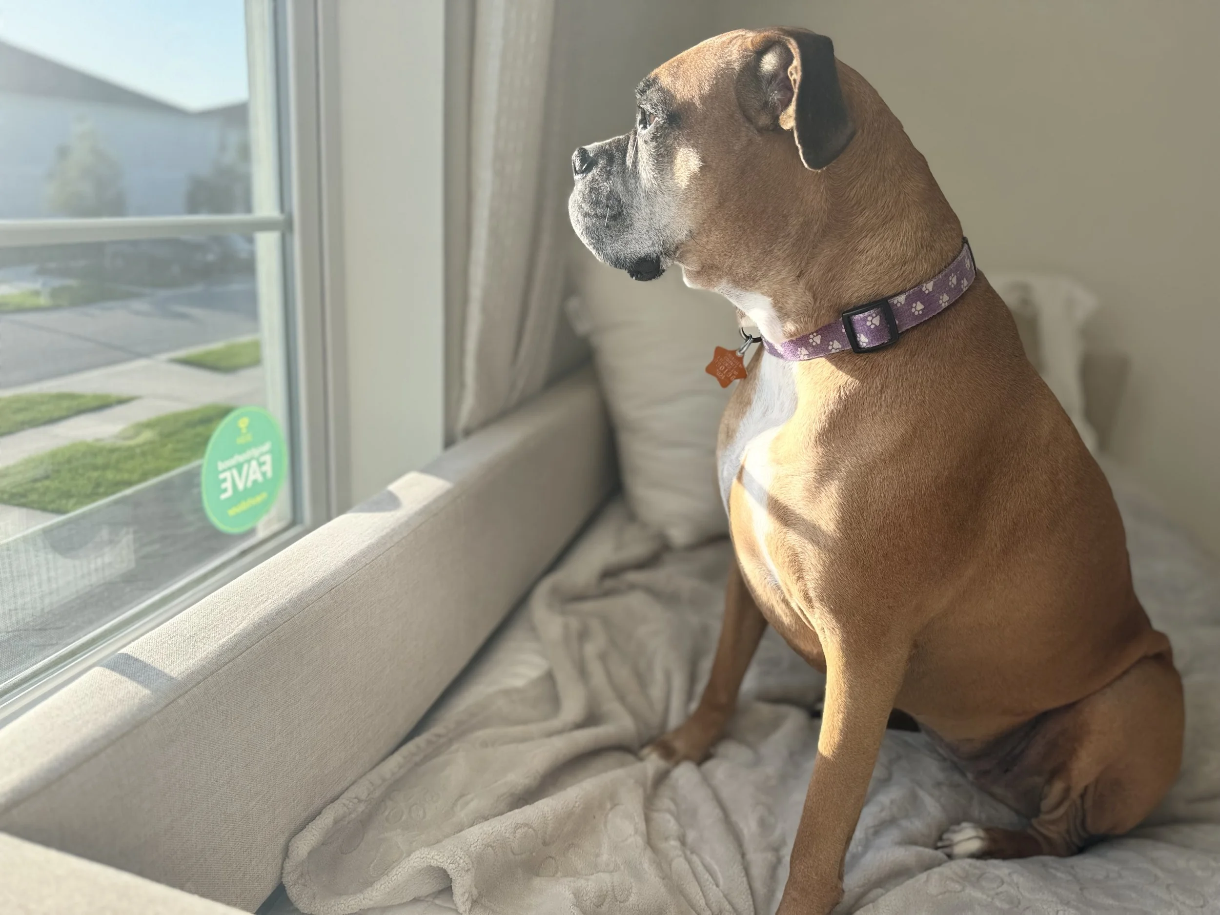Brown dog with a purple paw-print collar sitting on a blanket by a window, looking outside.