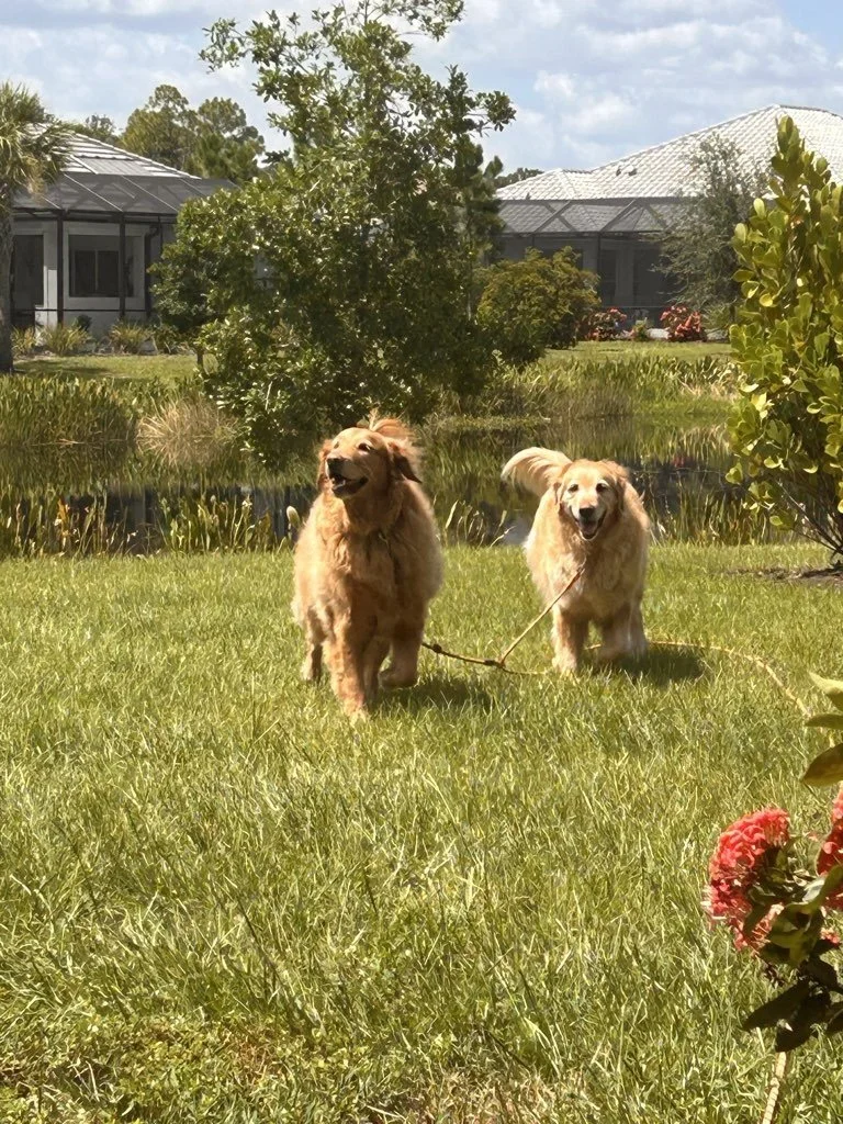 Two Golden retreiever adult dogs running in the grass by a pond, soaking up the sunshine both dogs tails are perky and upright wagging happily.