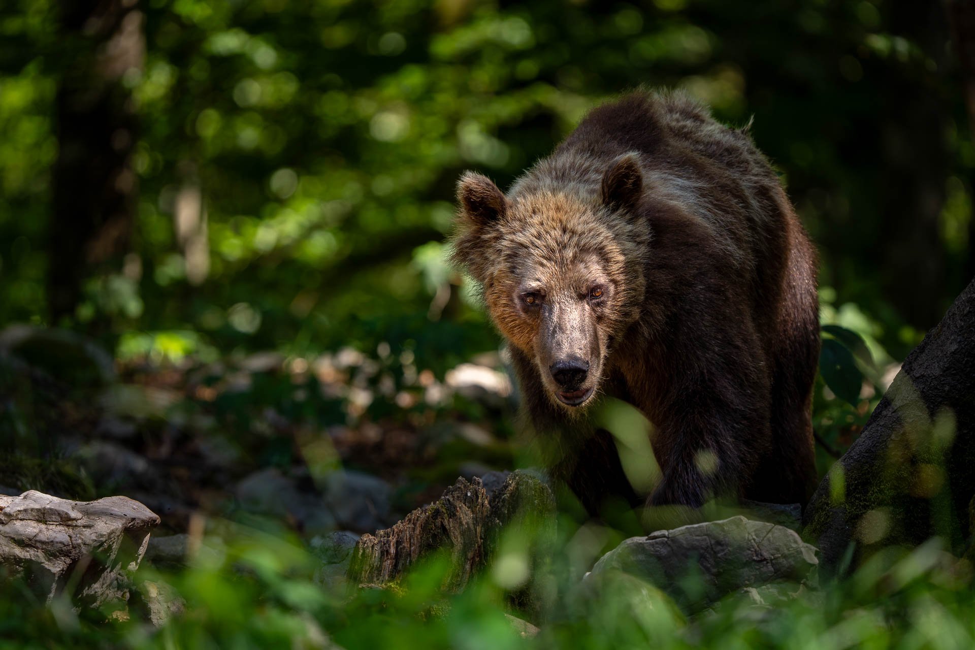 Jens-Zimmer-Photographie_SlowenienBears_SVN_20260725_010.jpg