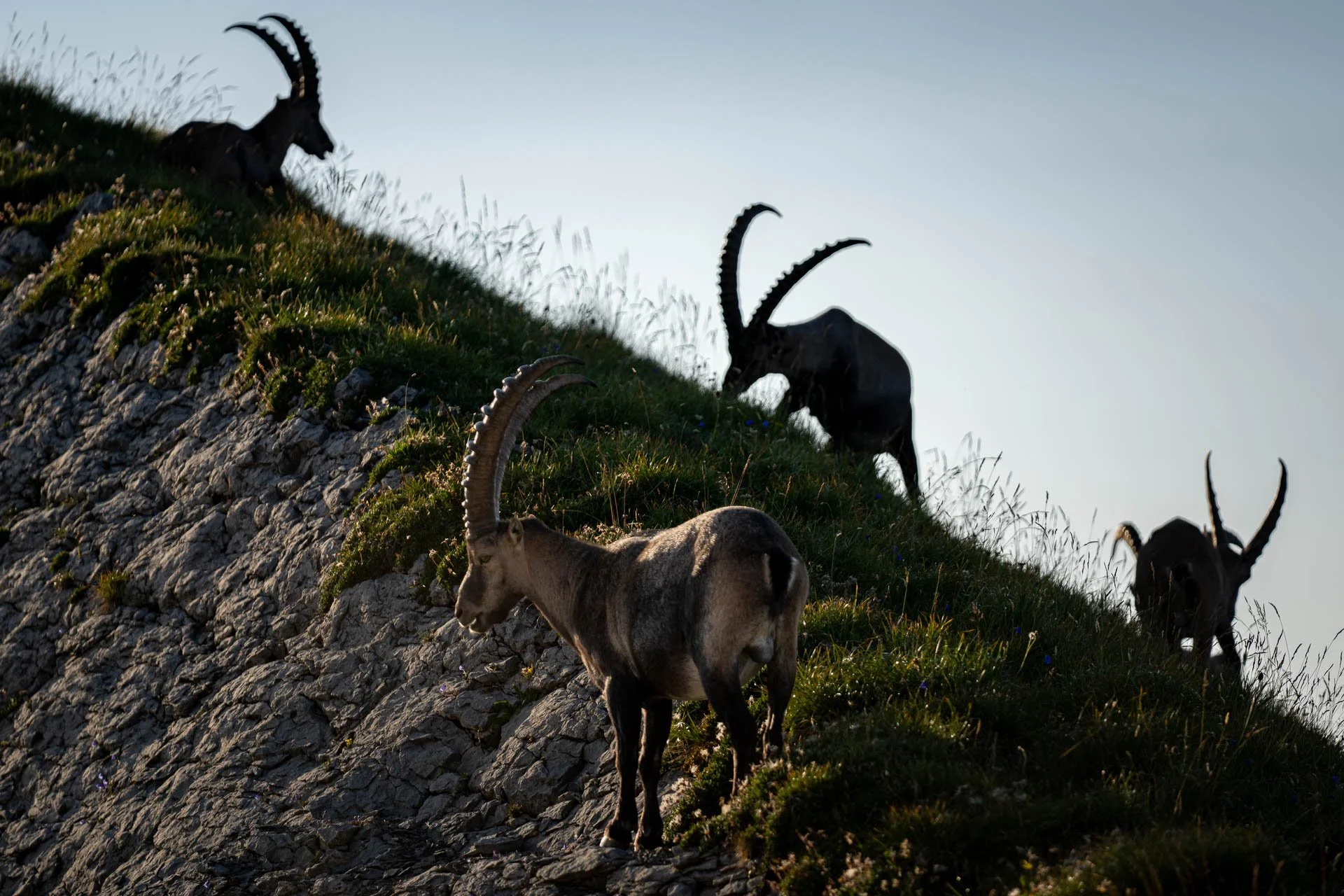 Jens-Zimmer-Photographie_BrienzerRothorn_CHE_20260730_035.jpg