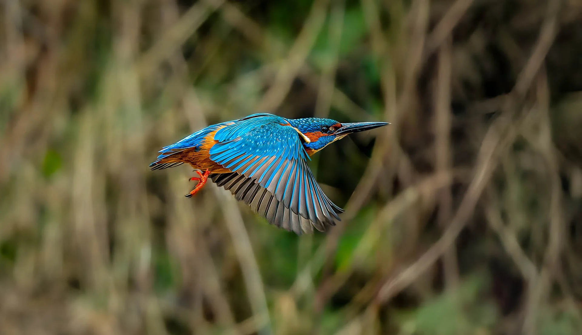 Jens-Zimmer-Photographie_Eisvogel_CHE_20260315_006.jpg