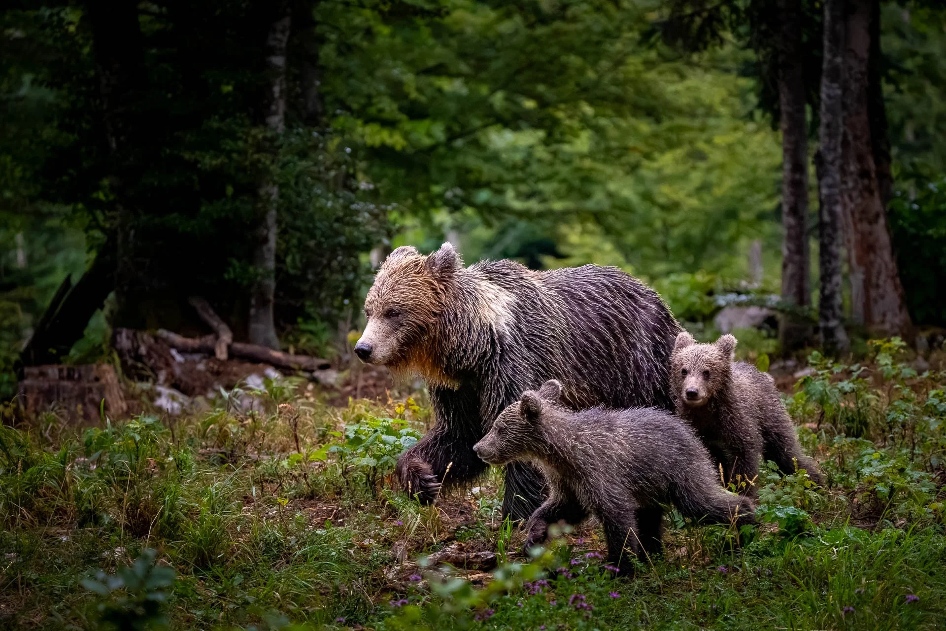 Bärenfamilie mit Mutter und Jungtieren im Wald.