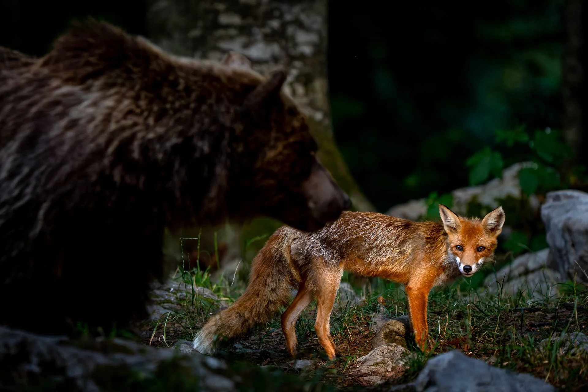 Ein Fuchs im Wald mit einem Braunbären im Hintergrund