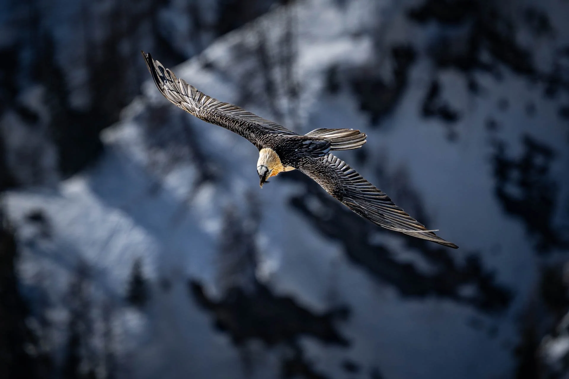 Jens-Zimmer-Photographie_Bartgeier_CHE_20260228_005.jpg