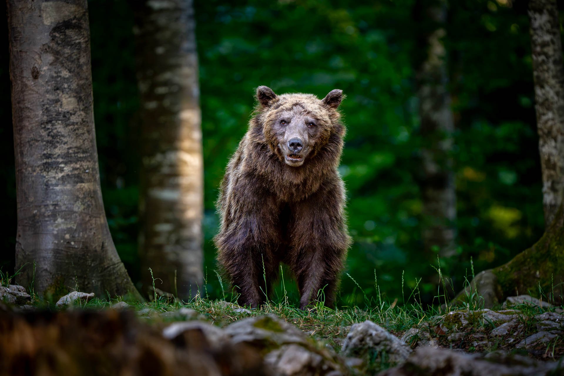 Jens-Zimmer-Photographie_SlowenienBears_SVN_20260725_022.jpg