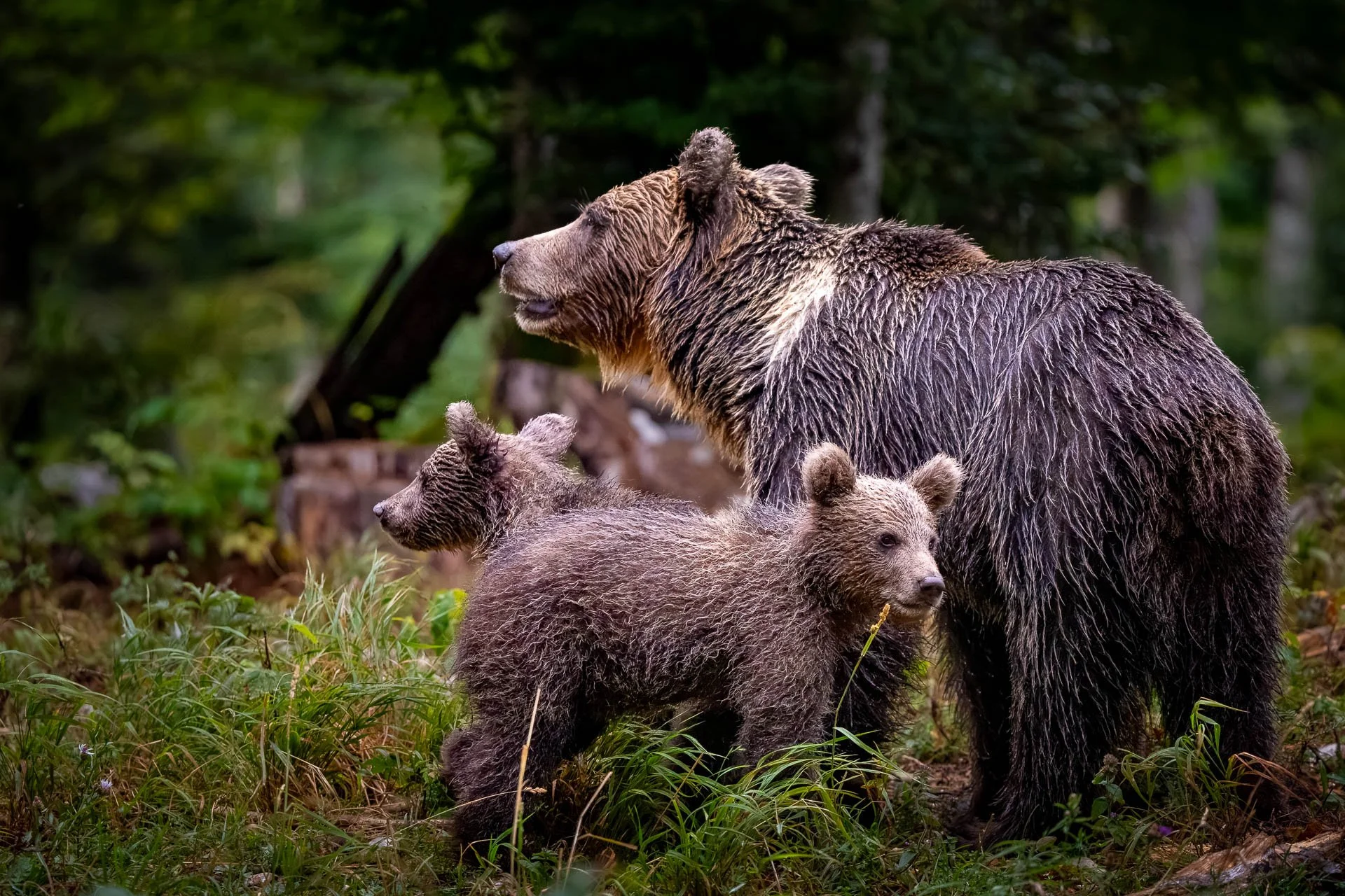 Jens-Zimmer-Photographie_SlowenienBears_SVN_20260723_005.jpg
