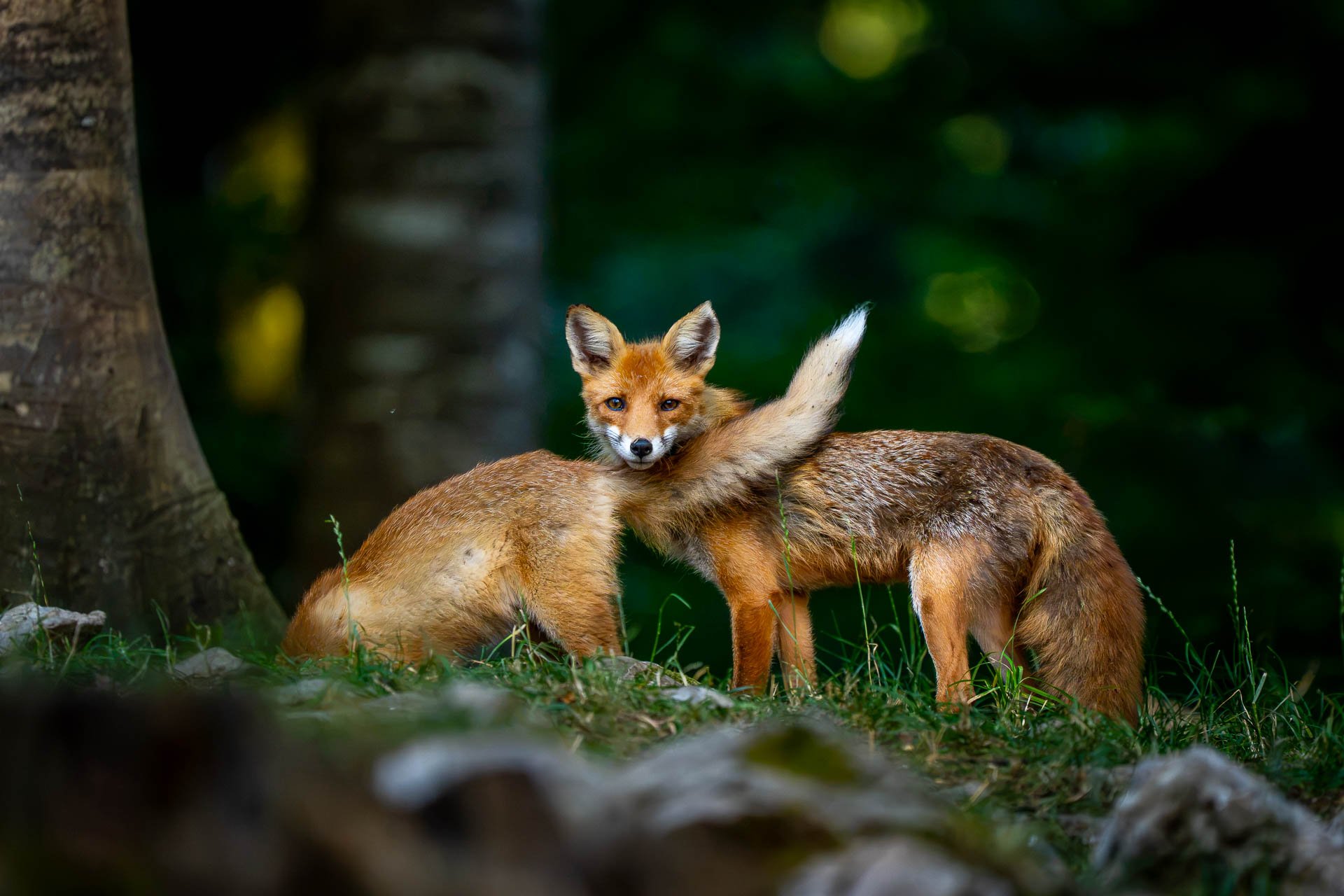 Zwei Füchse im Wald, einer blickt direkt in die Kamera, die andere hat den Rücken zur Kamera, im Hintergrund grün leuchtende Blätter.
