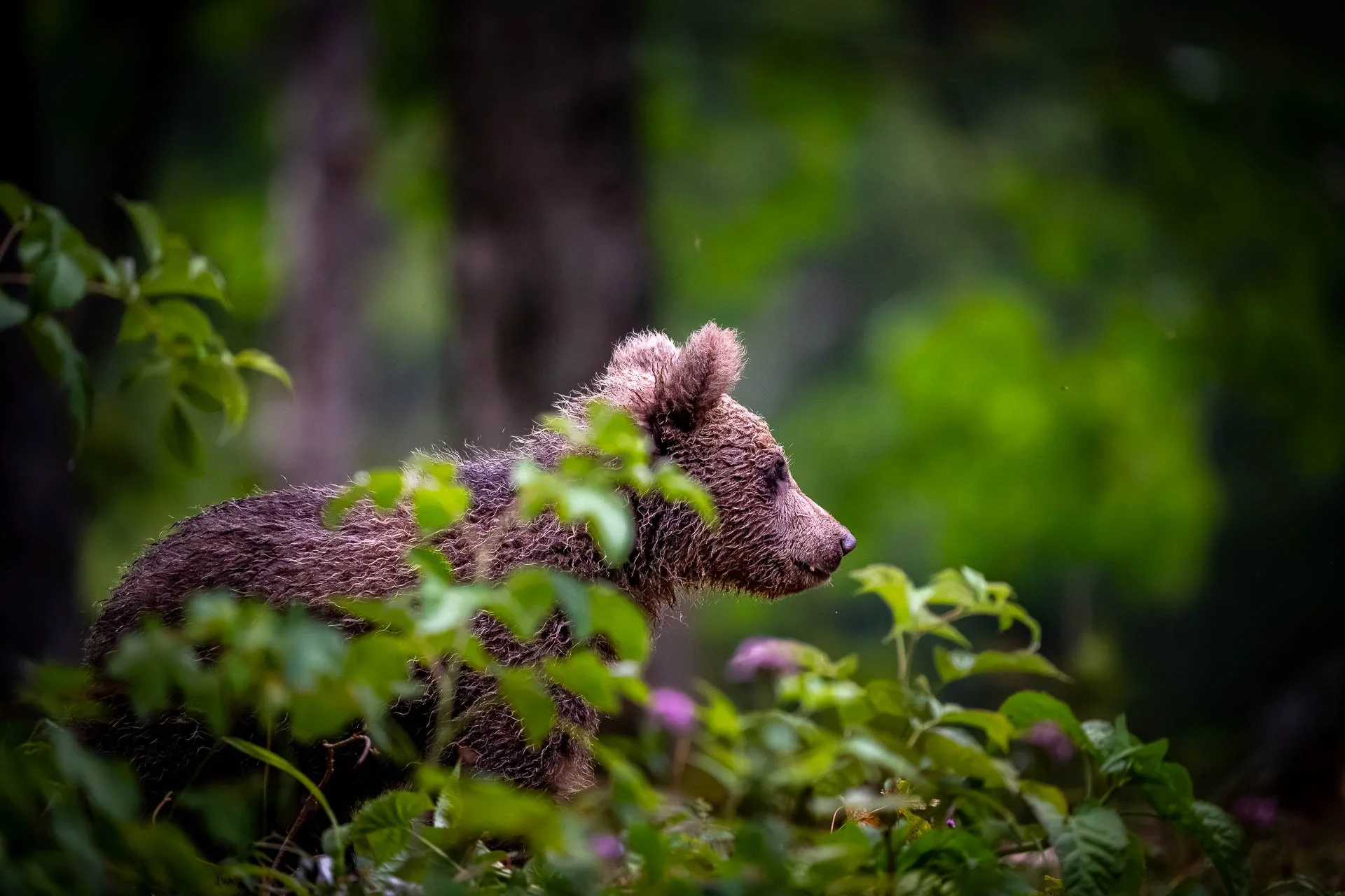 Ein Babykuschelbär in hellbraun mit flauschigem Fell läuft durch einen grünen Wald mit Büschen und Bäumen, Blick nach rechts.
